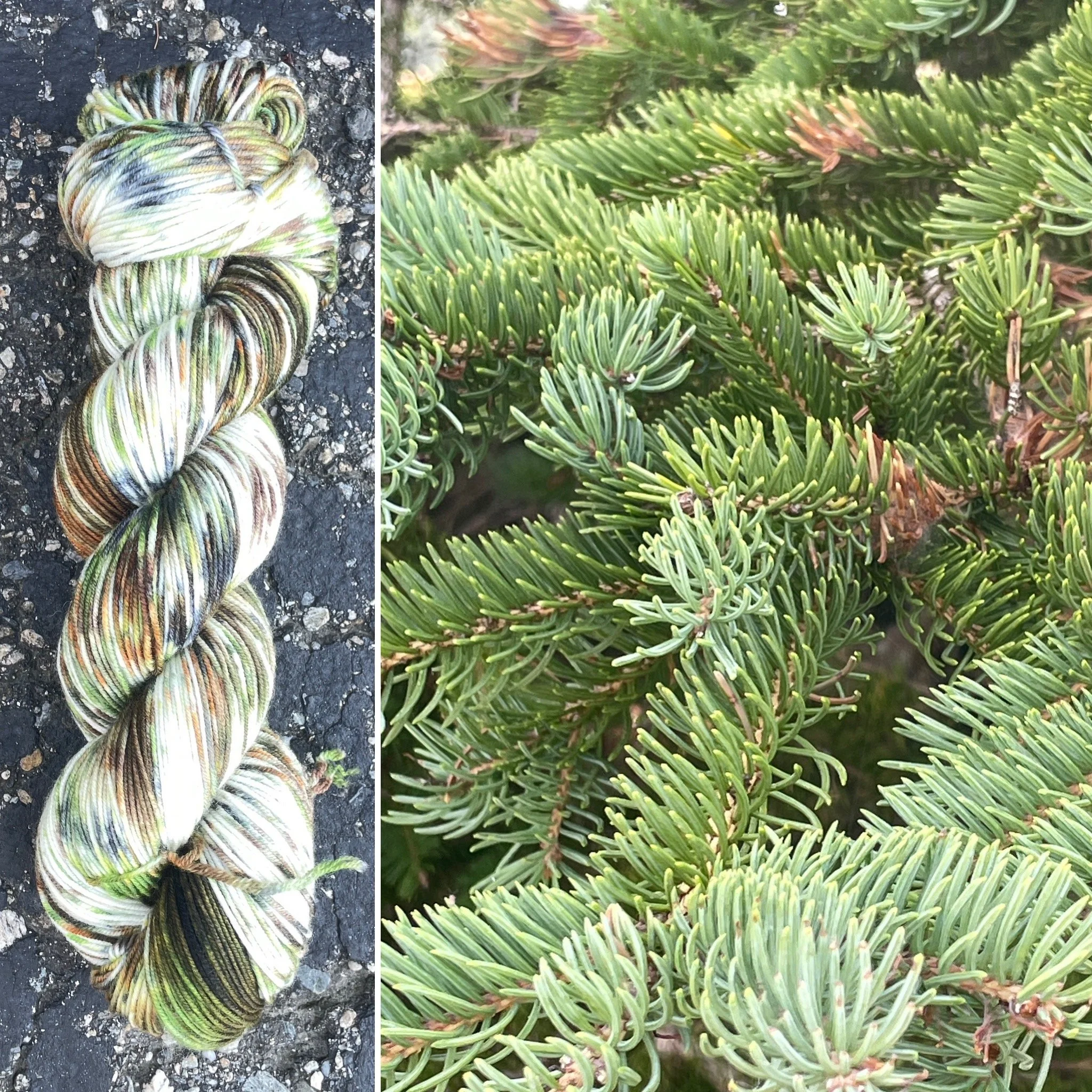 Spruce Tree