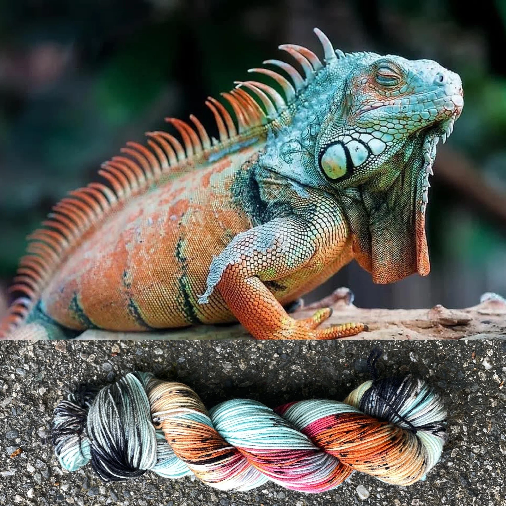iguana collage.jpg