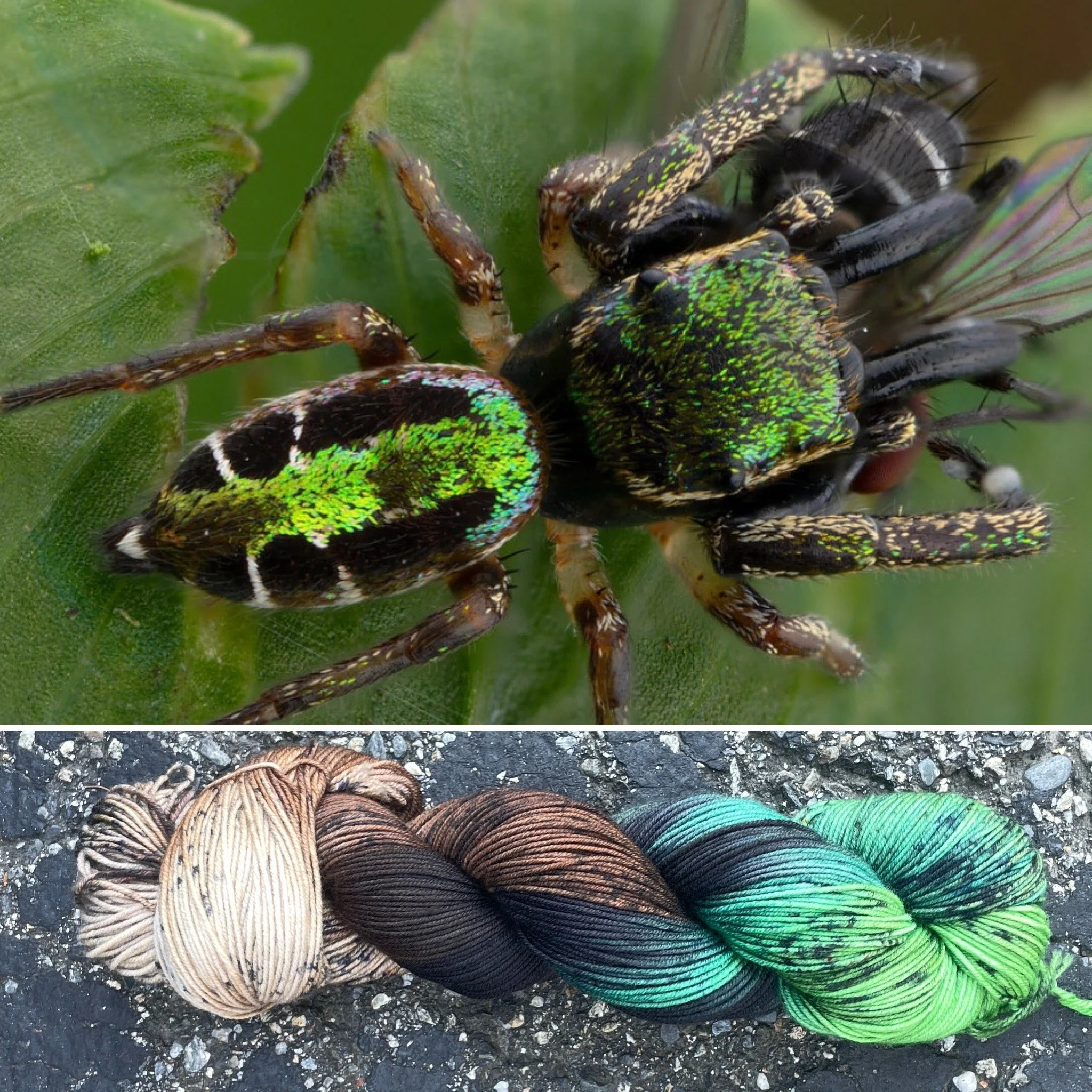 Metallic Jumping Spider