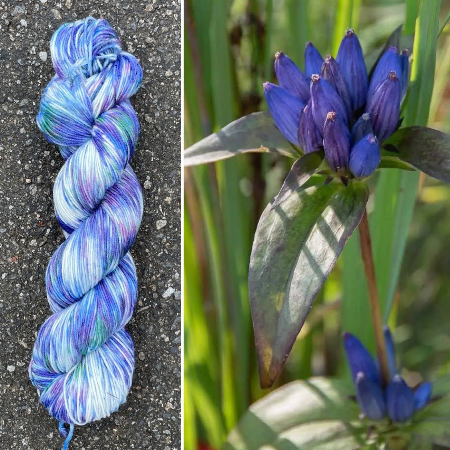 bottle gentian collage.jpg
