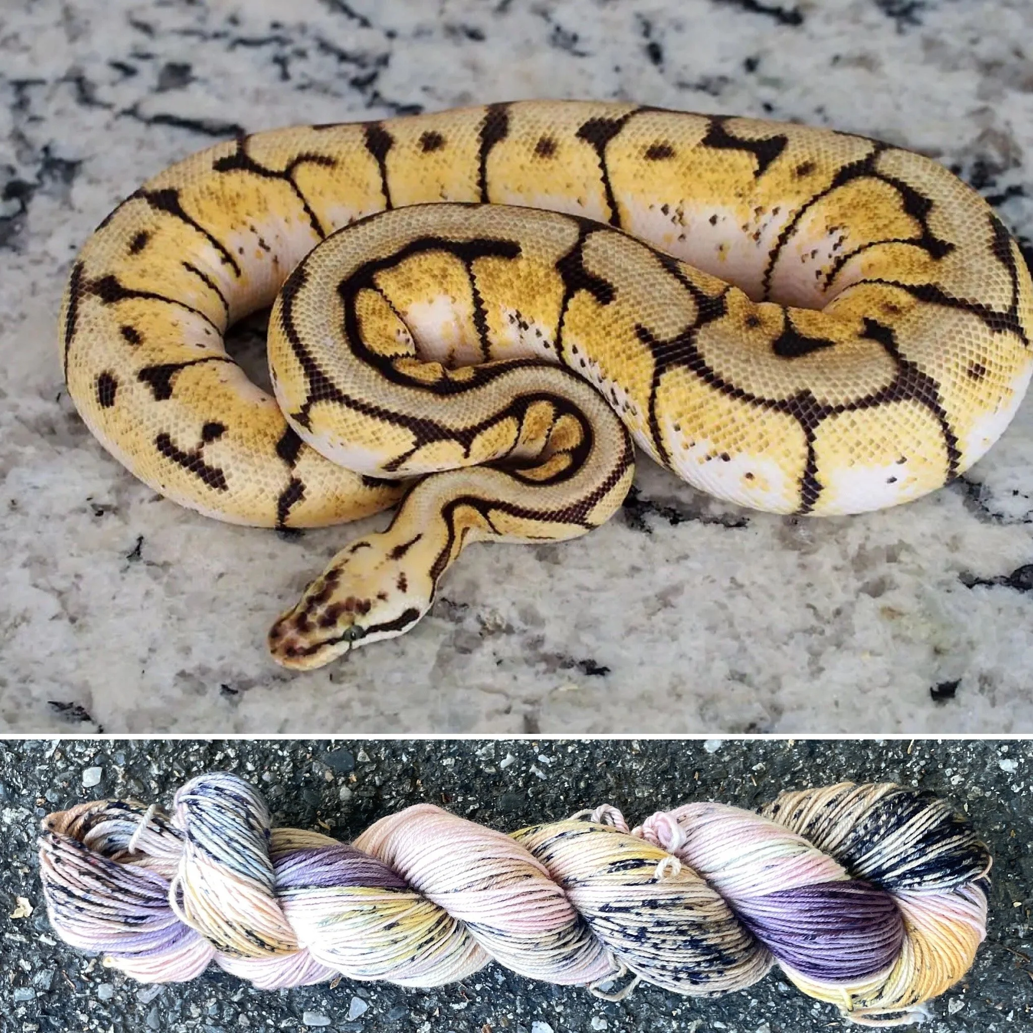 Ball Python