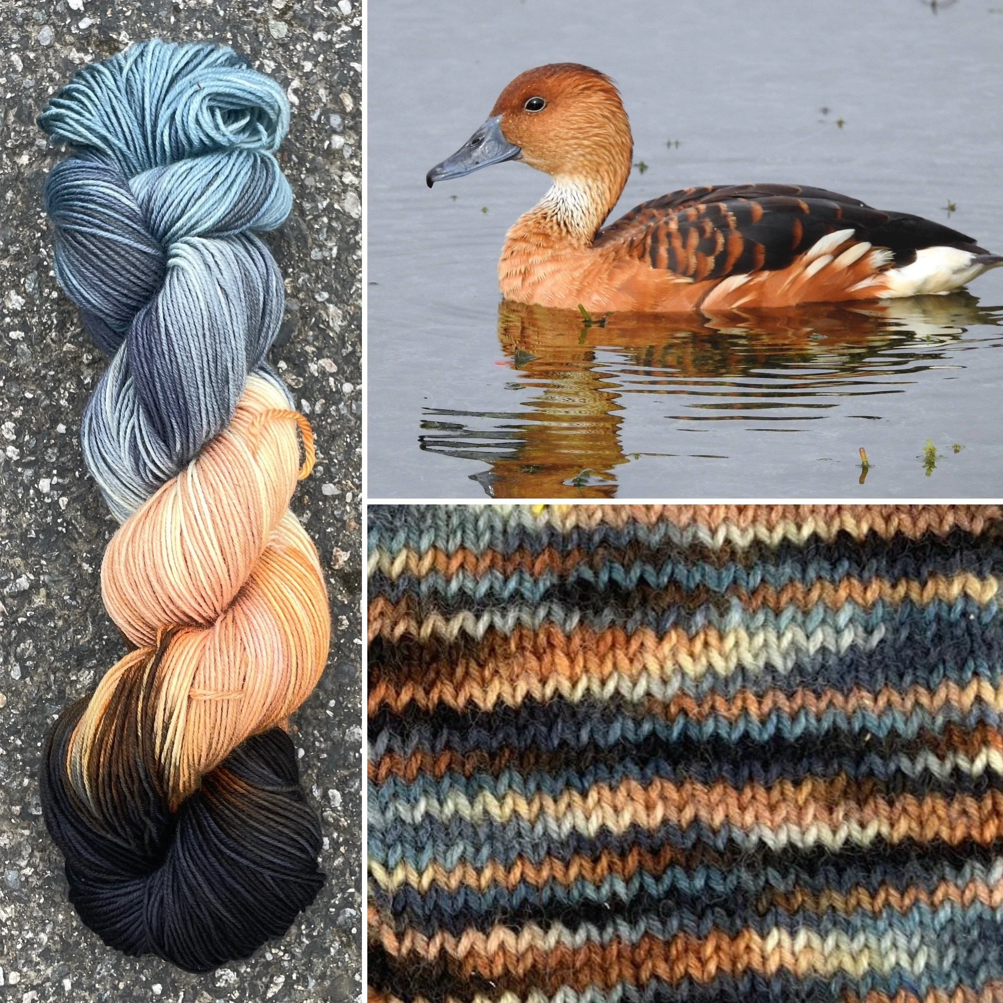 Fulvous Whistling Duck