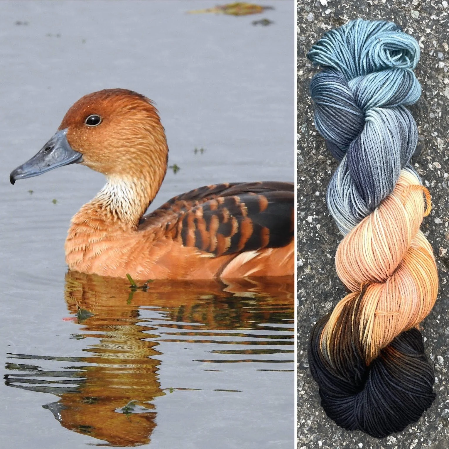 Fulvous Whistling Duck