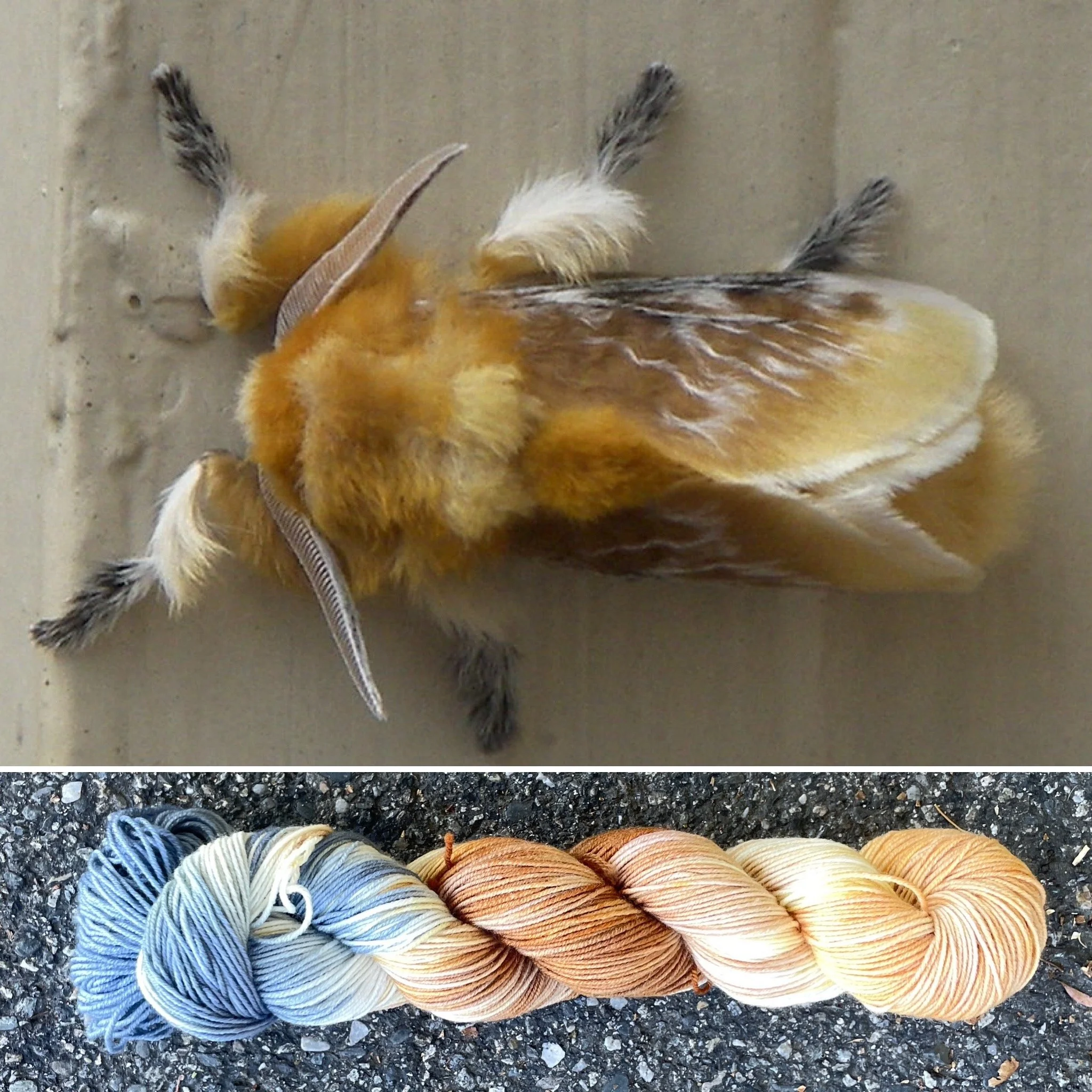 Flannel Moth