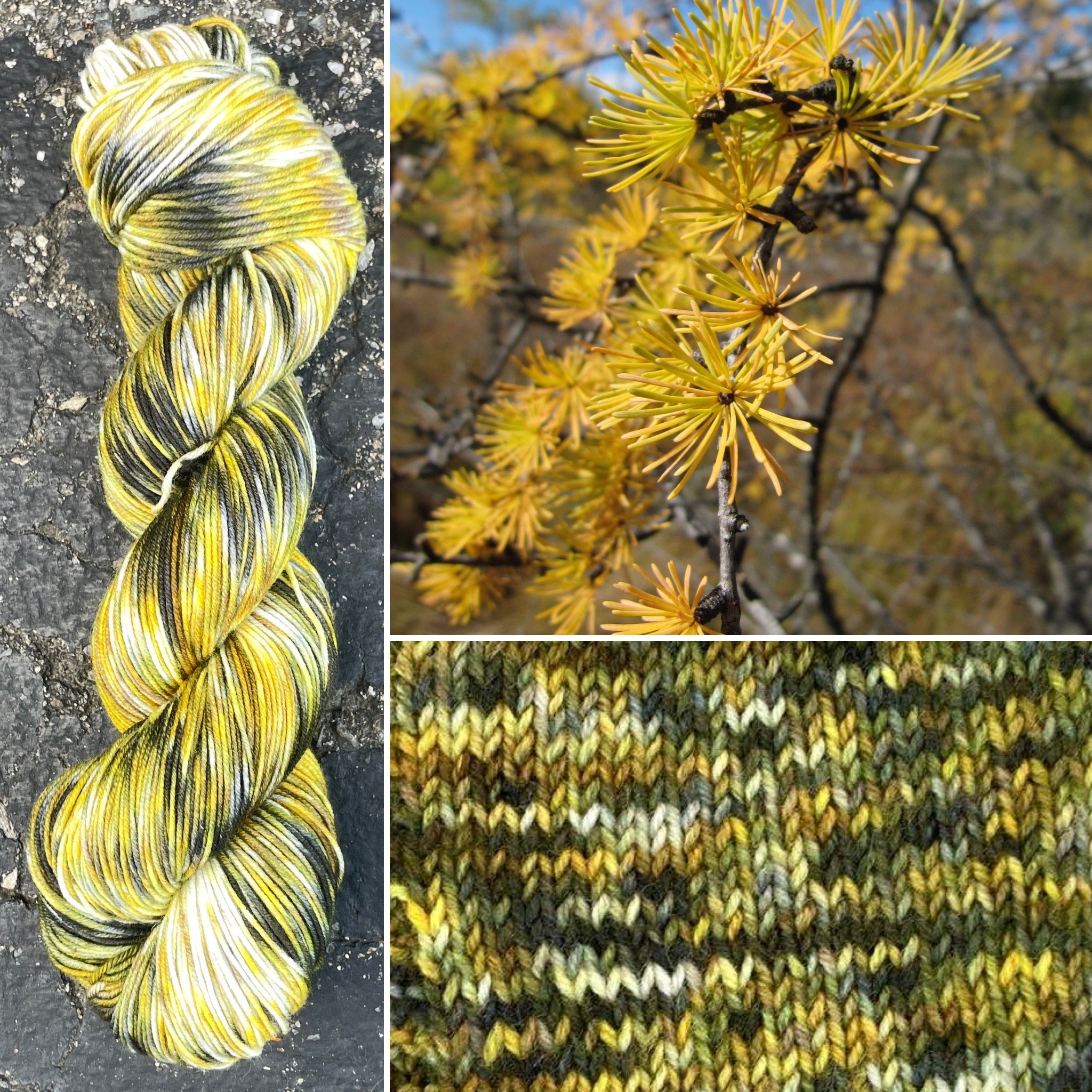 Tamarack Larch