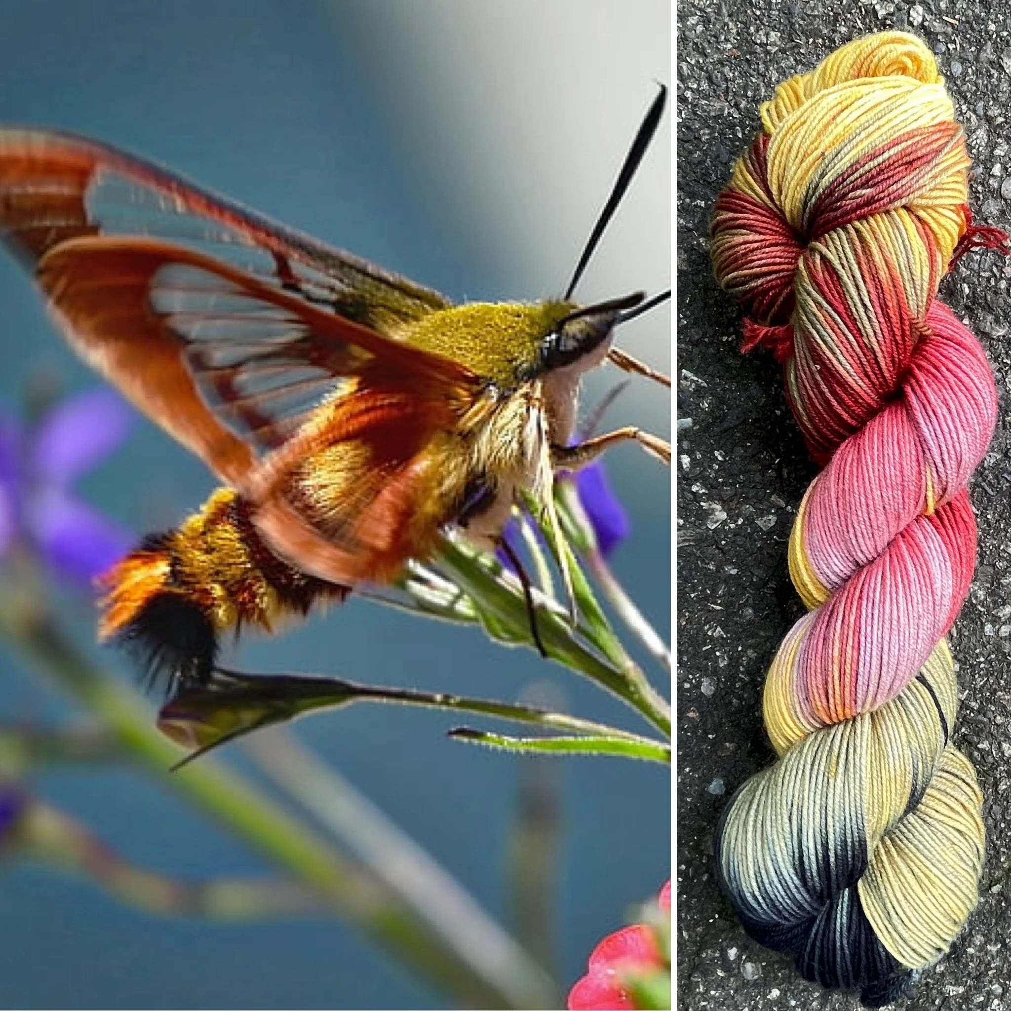 Hummingbird Hawkmoth