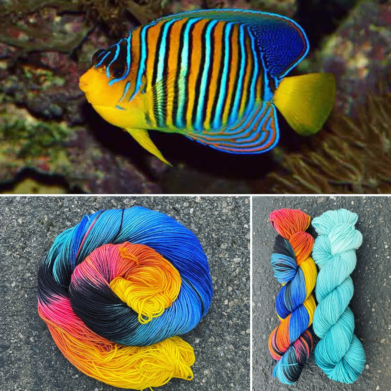 Regal Angelfish: Hummingbird Blue collage.jpg