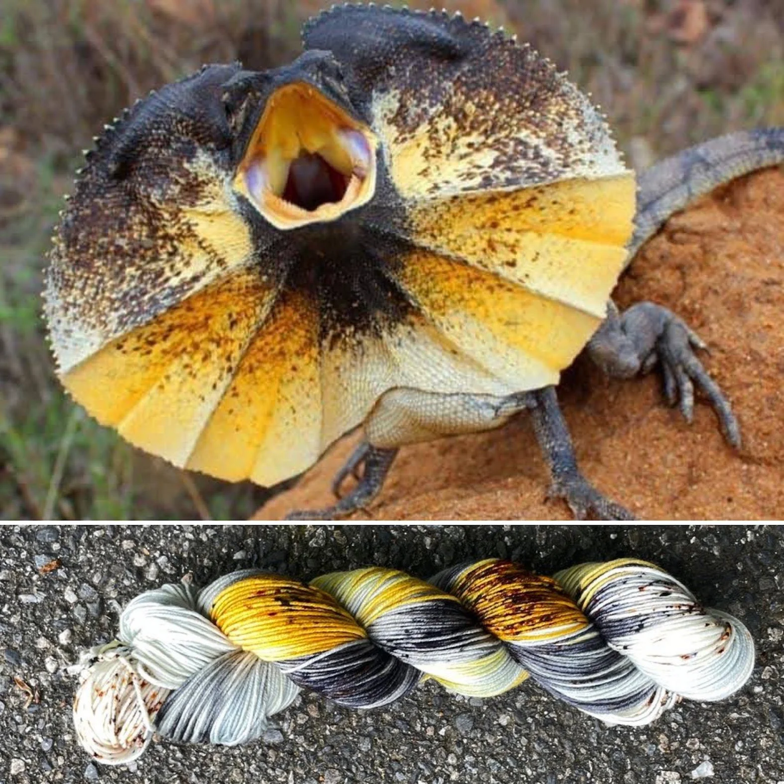 frilled lizard collage.jpg