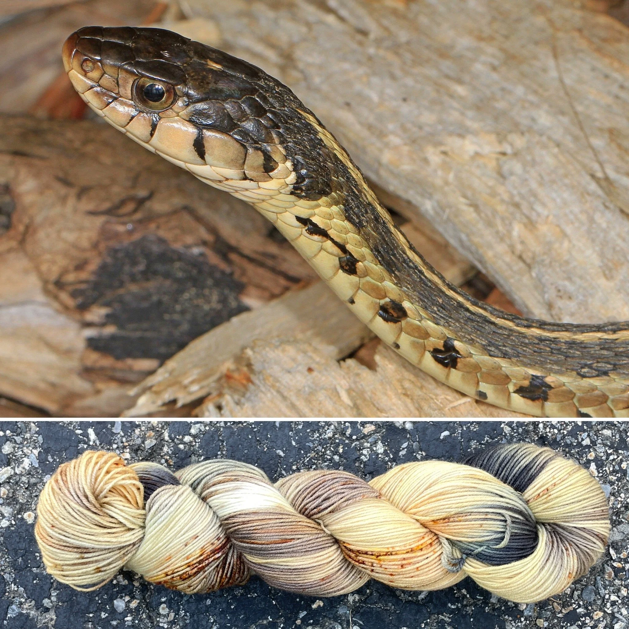 Eastern Garter Snake