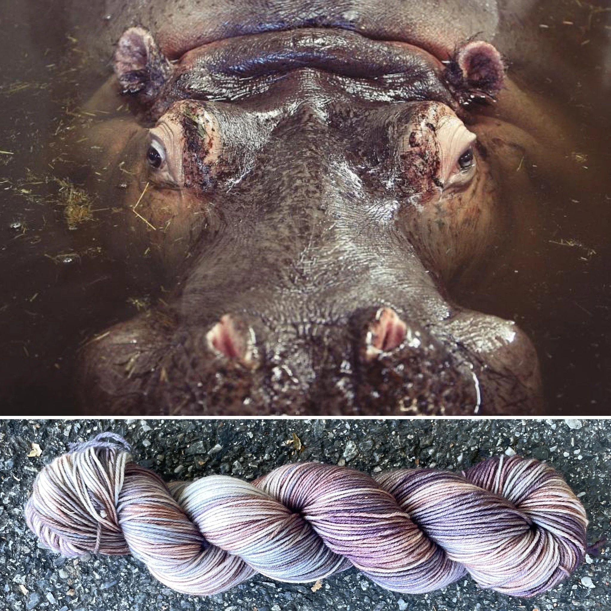Hippopotamus