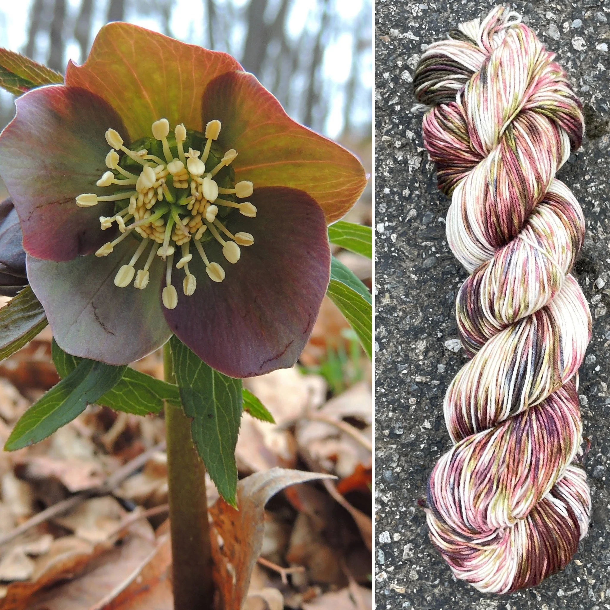 Helleborus