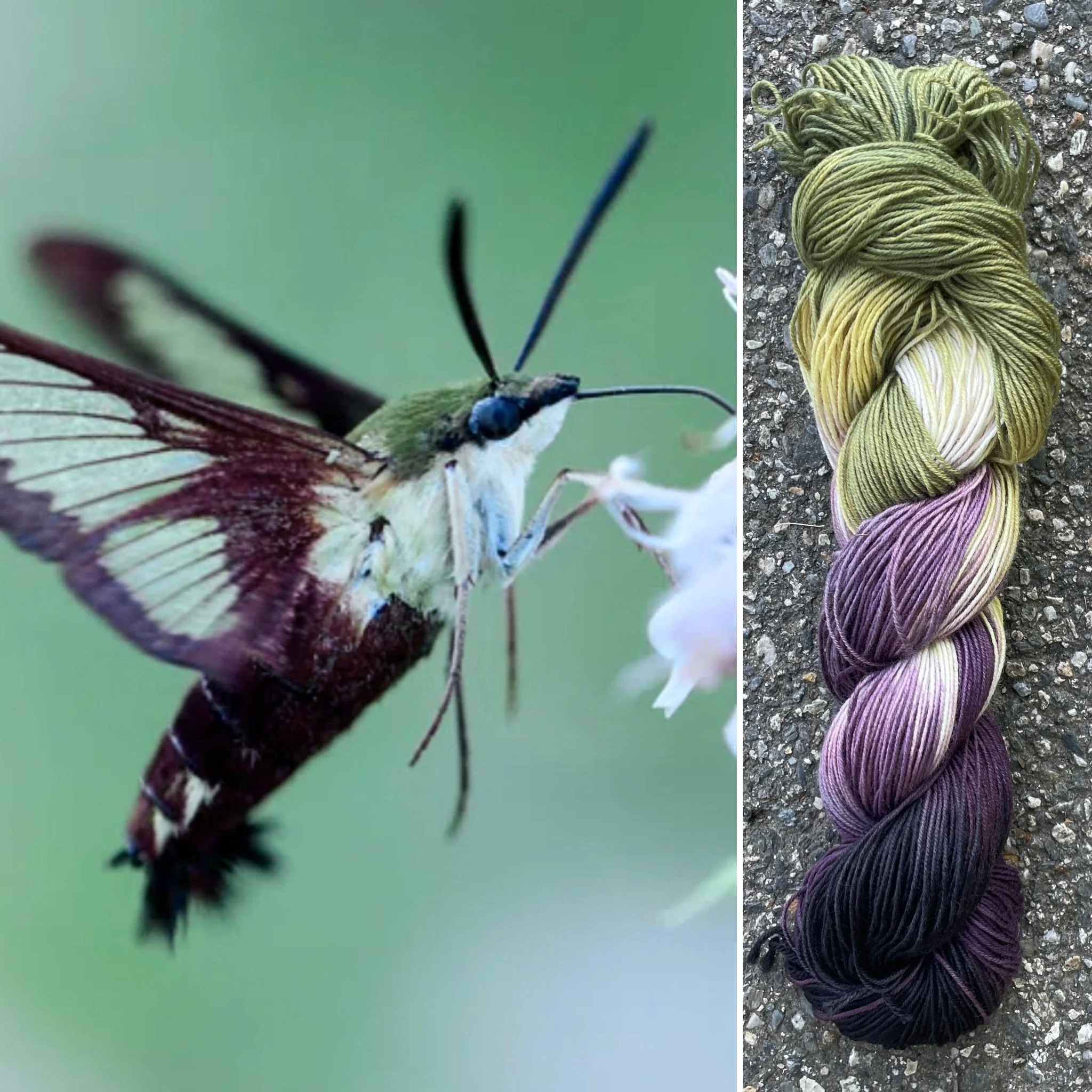 Clear Wing Hummingbird Moth