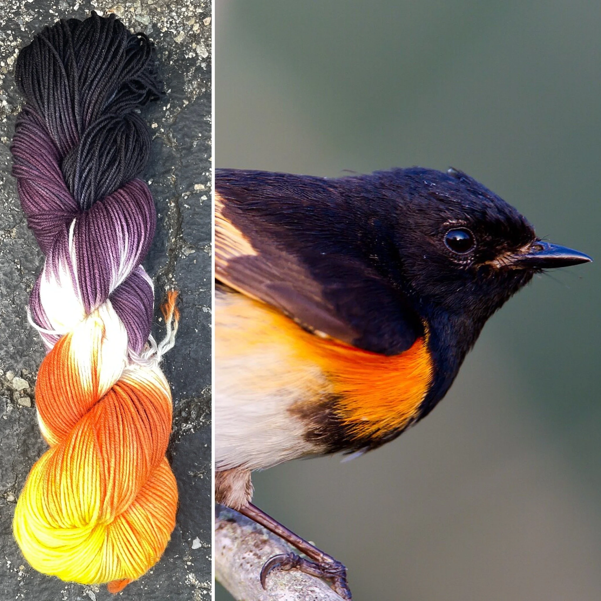 American Redstart
