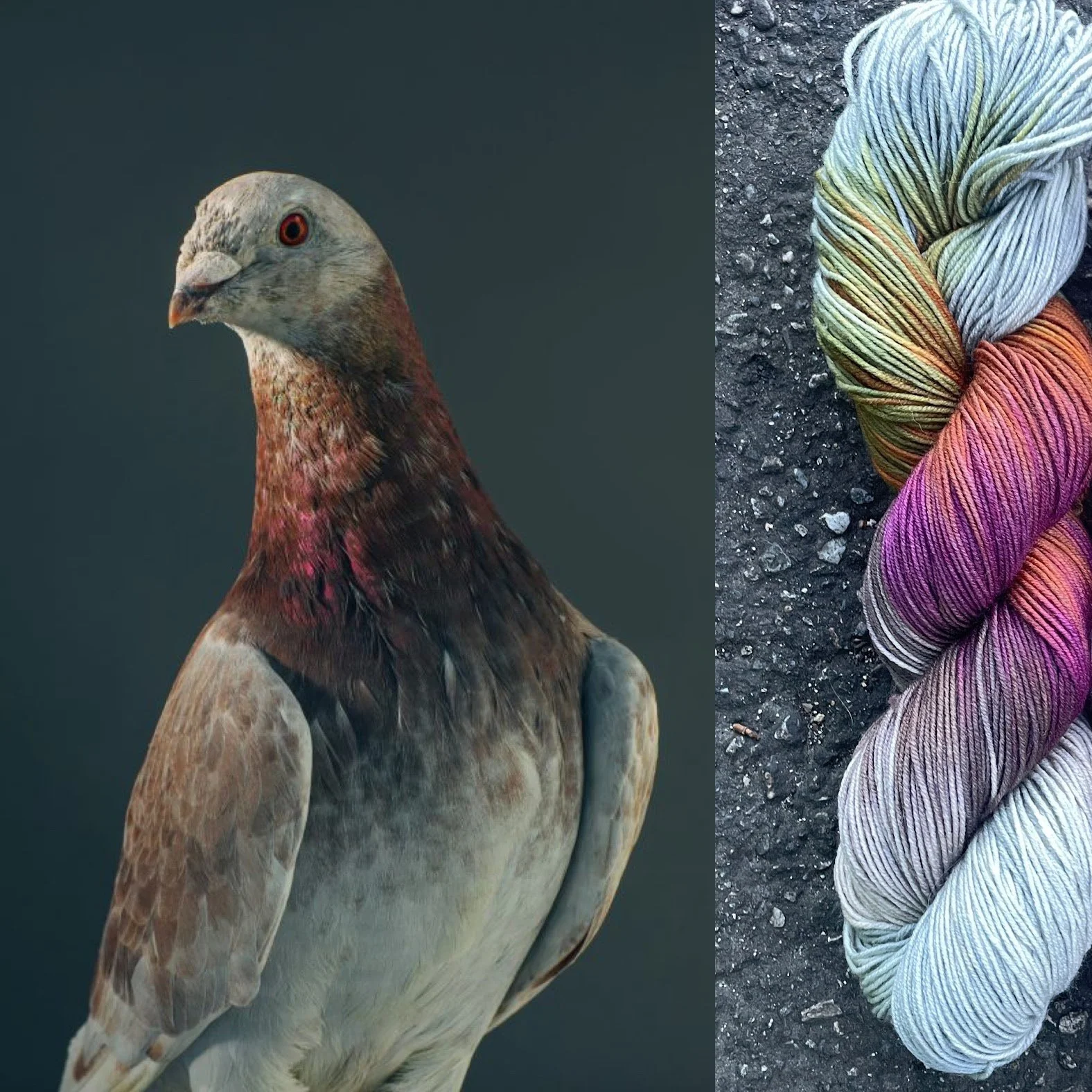 Ash Red Homing Pigeon.jpg