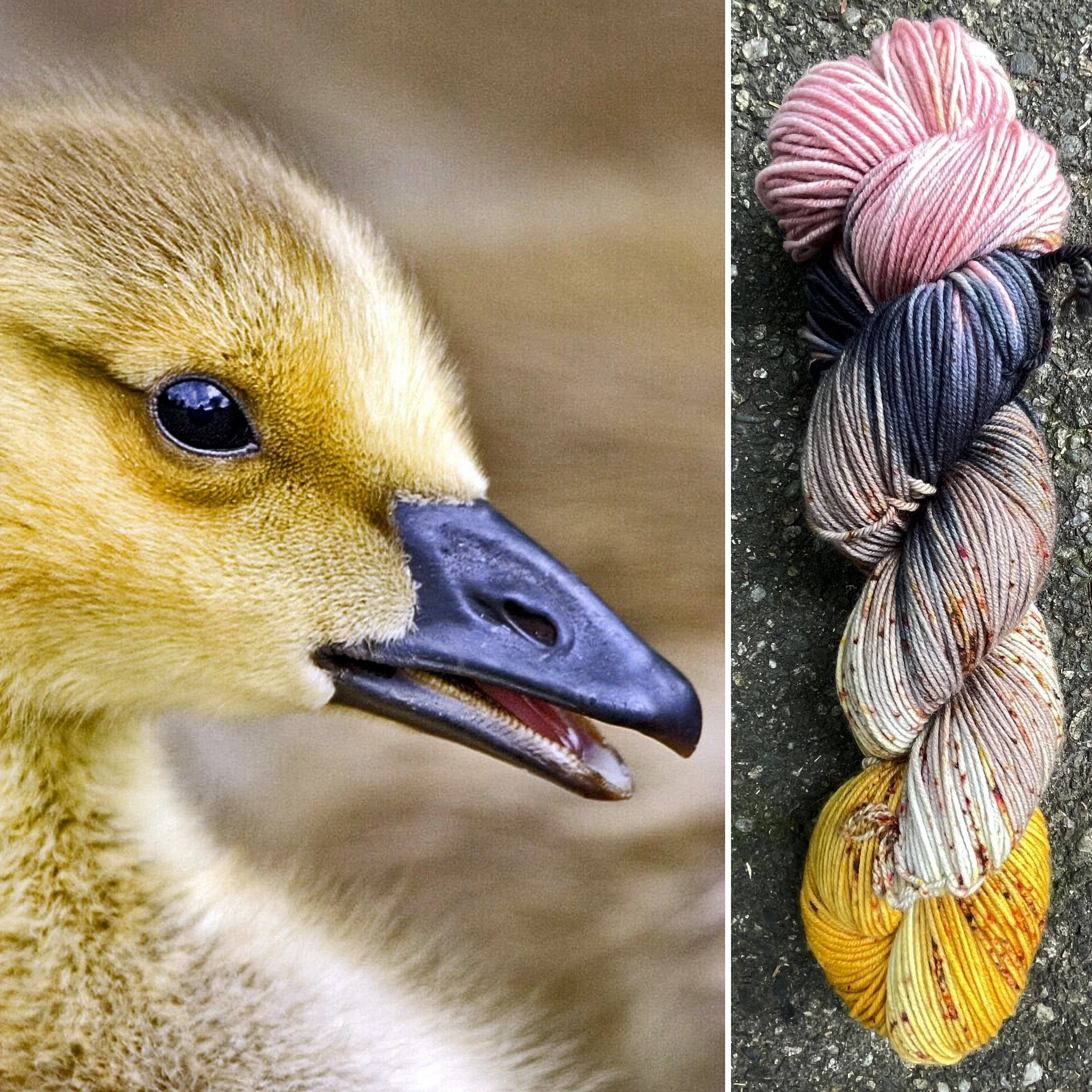 Canada Gosling