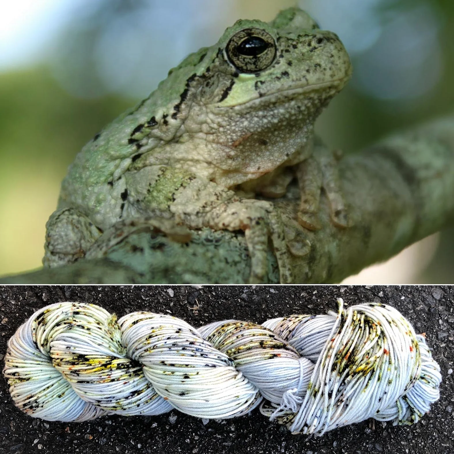 Eastern Gray Tree Frog collage.jpg