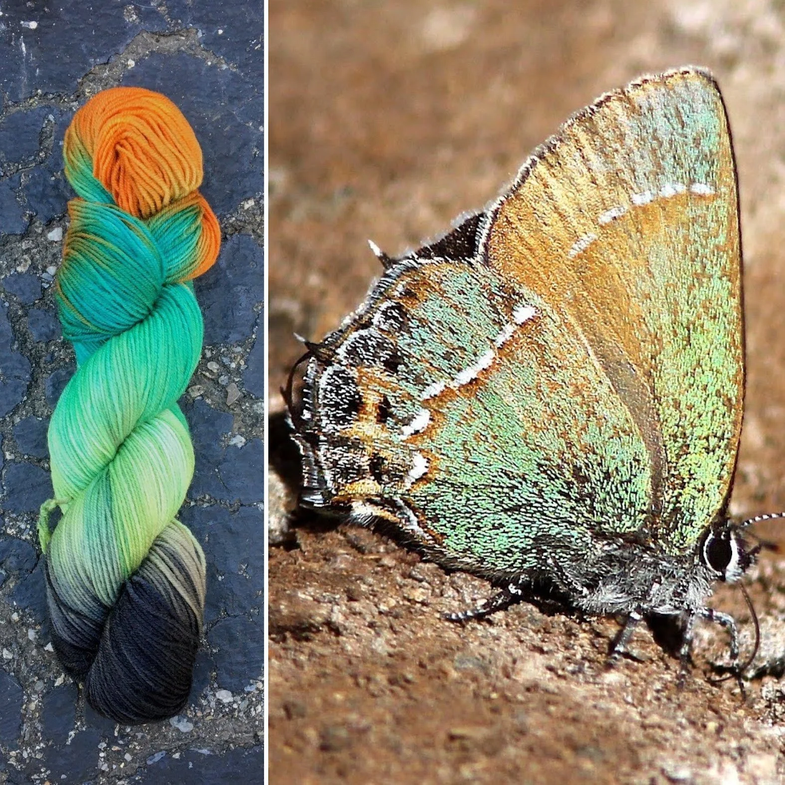 juniper hairstreak collage.jpg