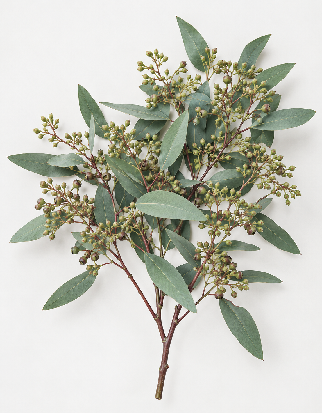 Seeded Eucalyptus *Prebooking