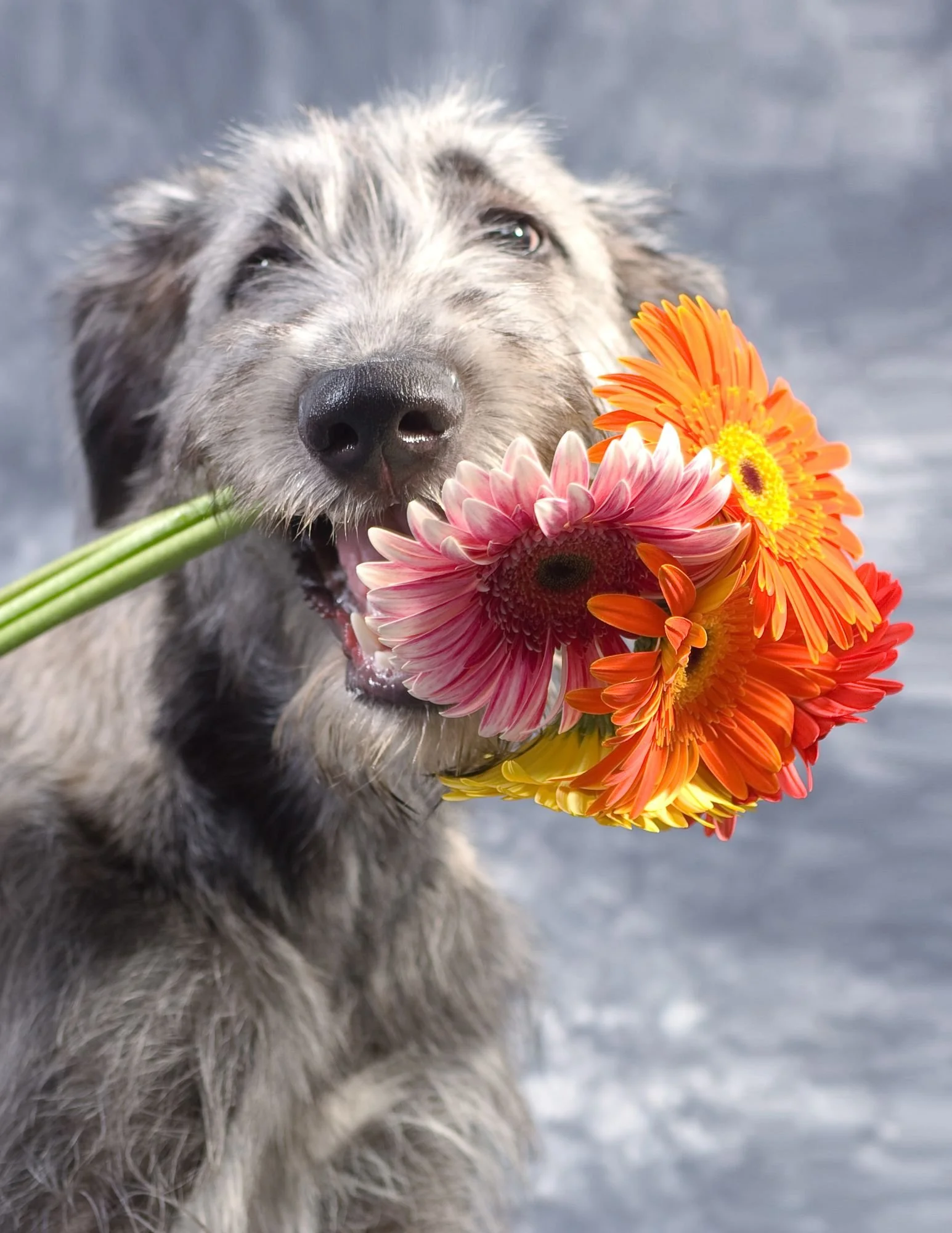 Pets in Bloom