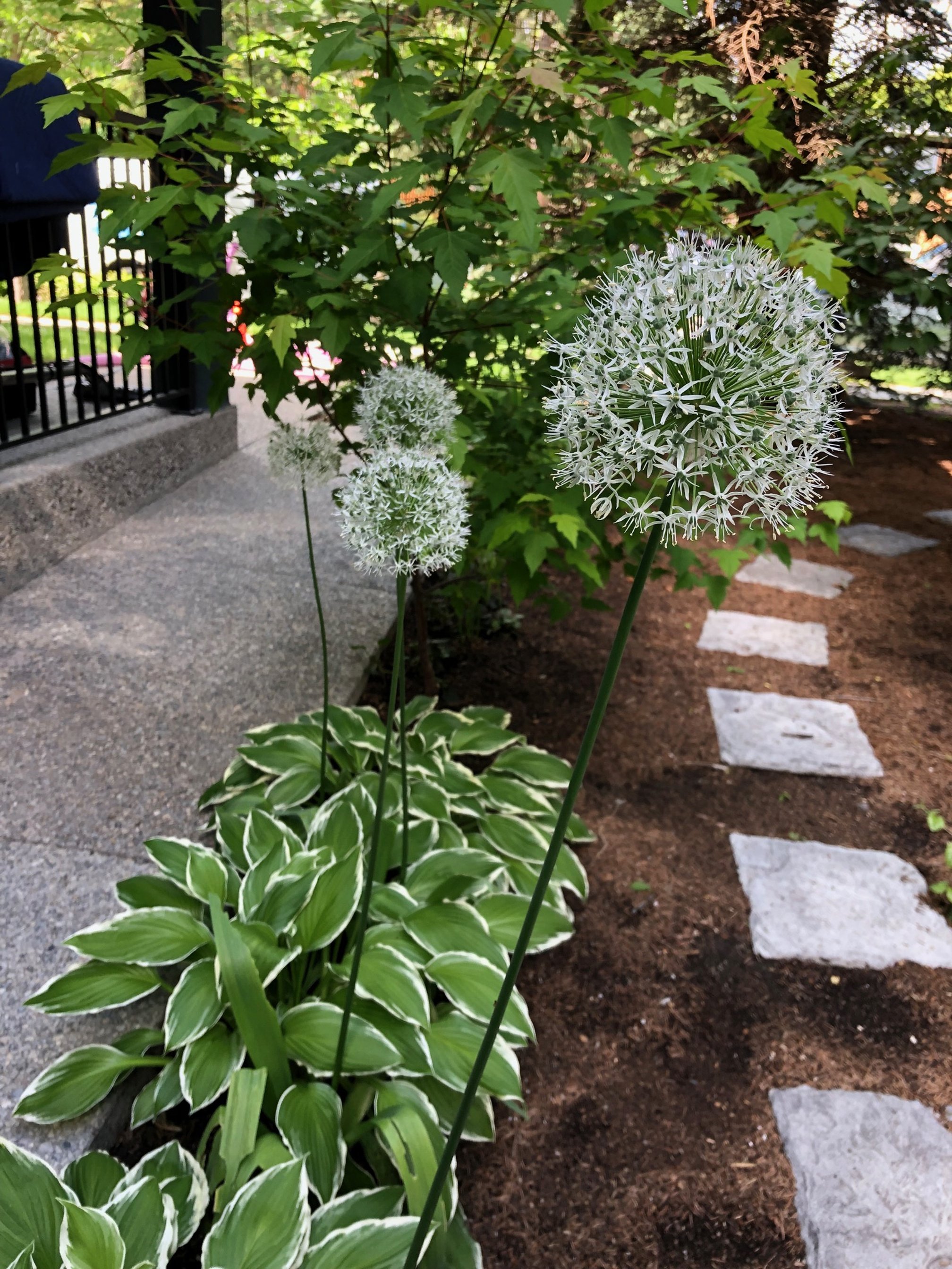 Shade Planting