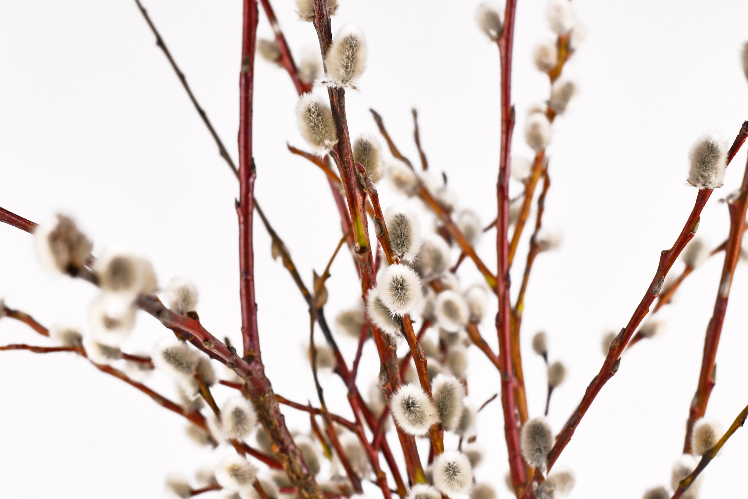 Pussy Willow Bundle