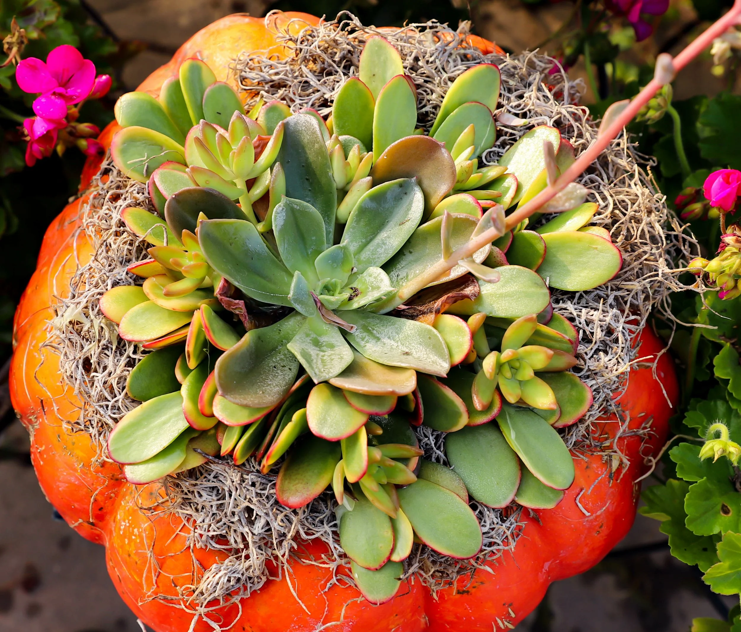 Succulent Pumpkin Workshop