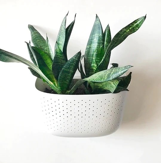 wall planter