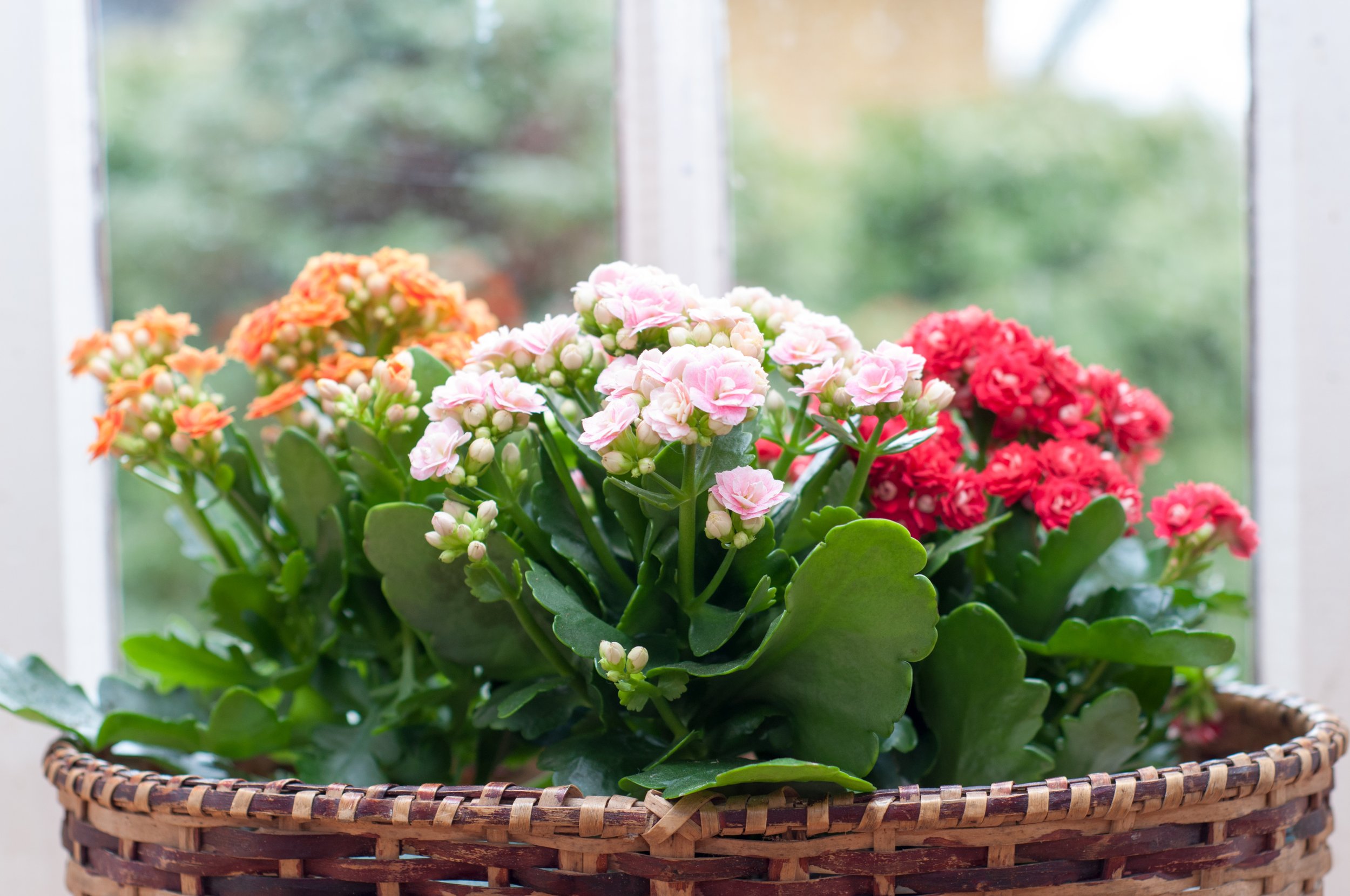kalanchoe-bloom-culture.jpeg