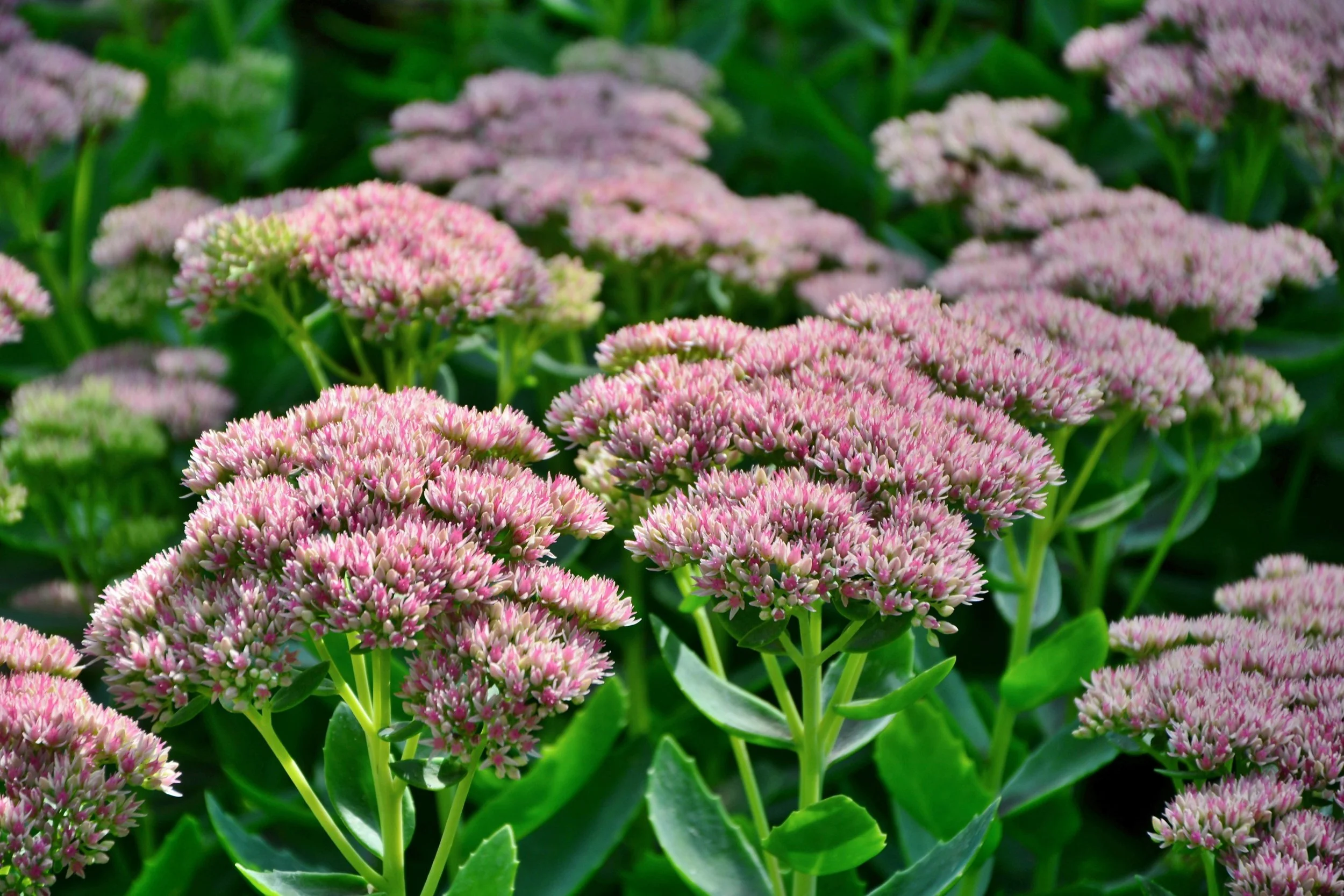 sedum-stonecrop-calgary-garden-0303.jpeg