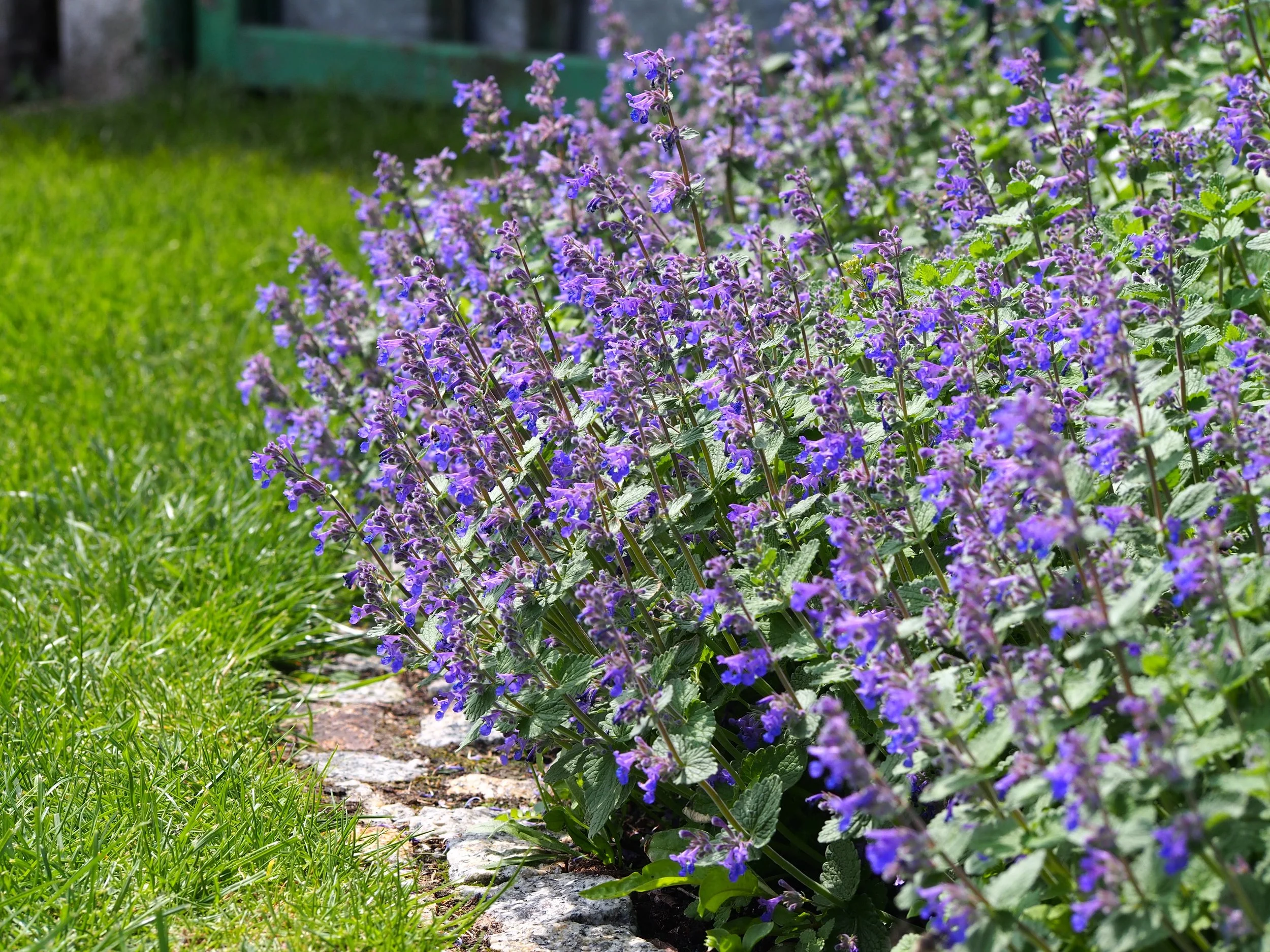catmint-nepeta-calgary-garden-0303.jpeg