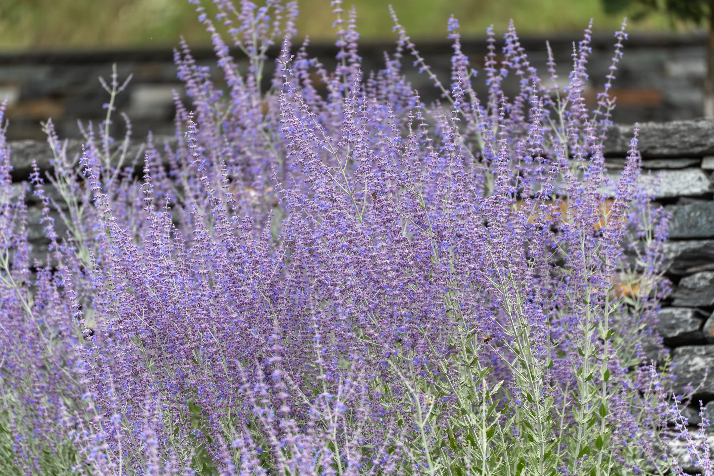 russian-sage-alberta-garden-0303.jpeg