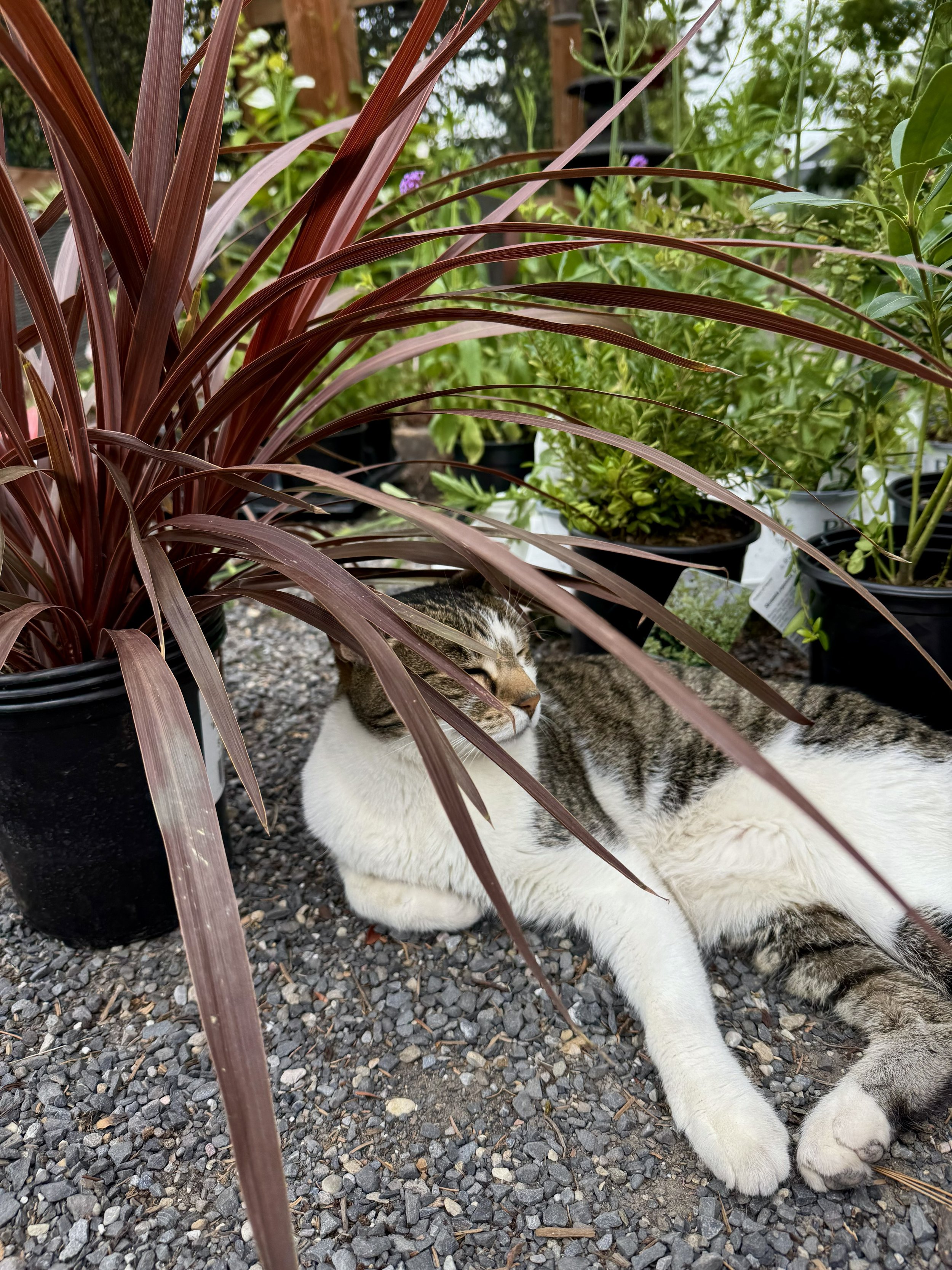 Creating a Pet-Friendly Home with Flowers, Plants &amp; Gardens