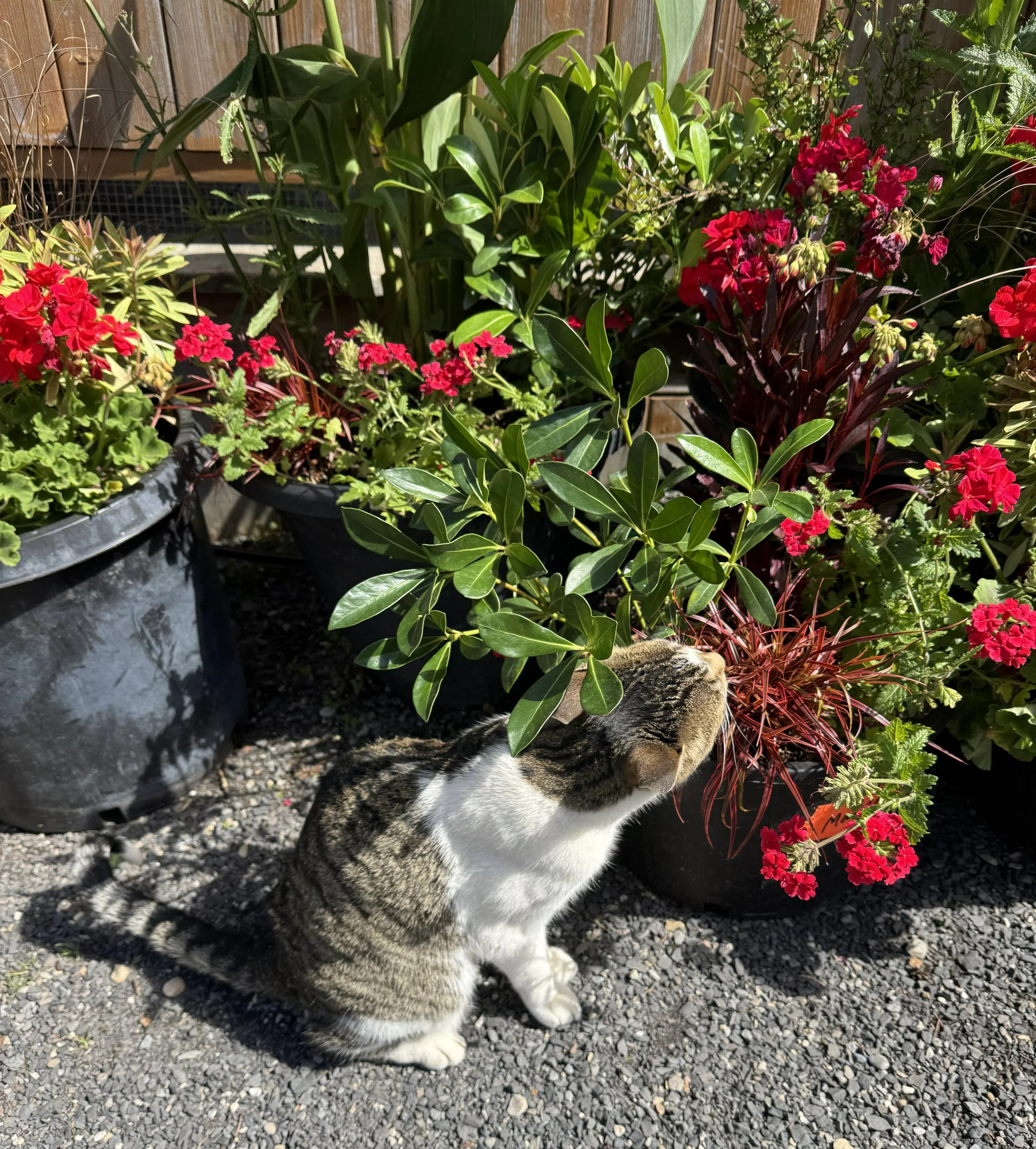 cat-friendly-gardens-and-homes.jpg