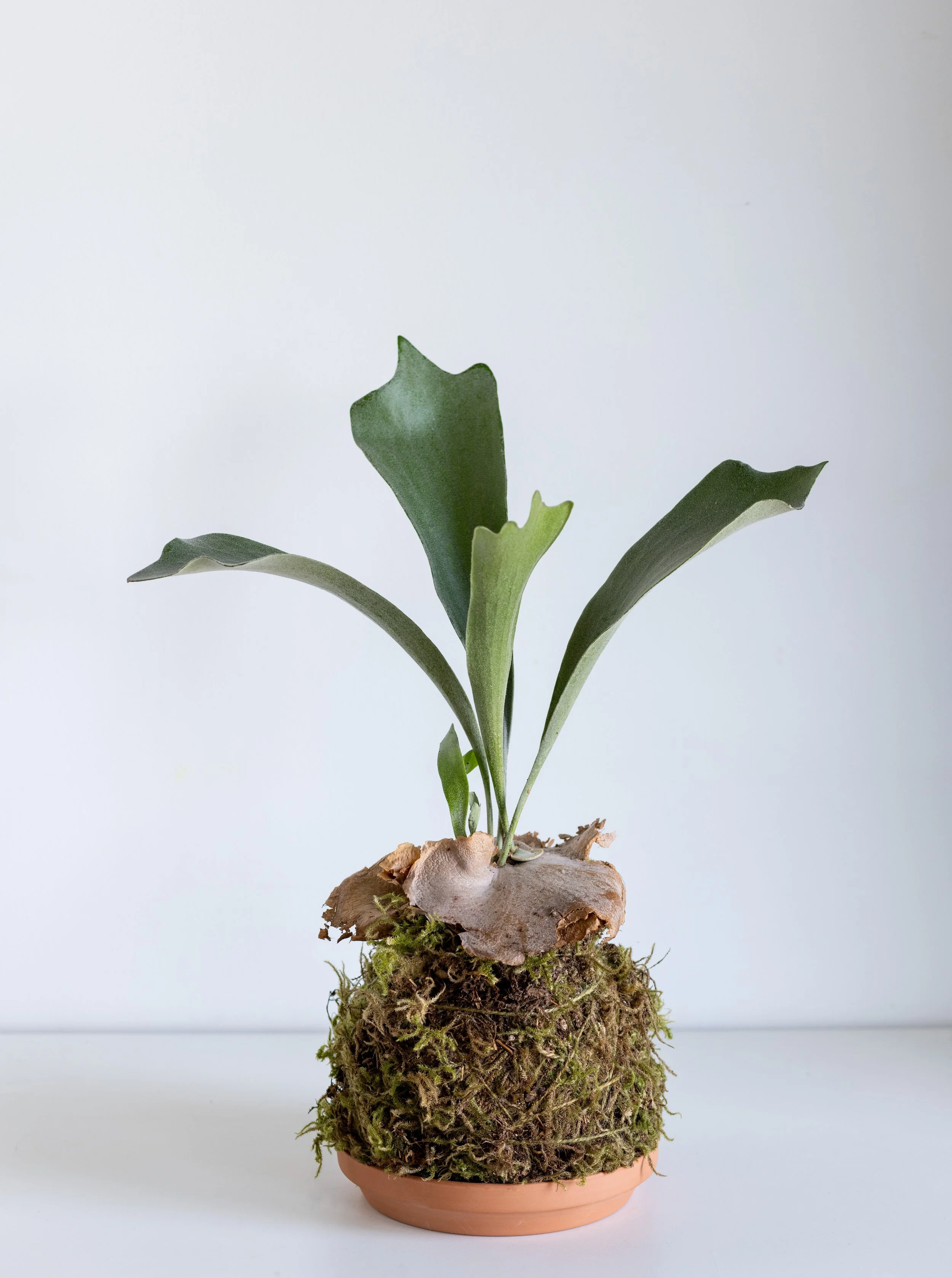 kokedama-calgary-nw-workshop.jpg