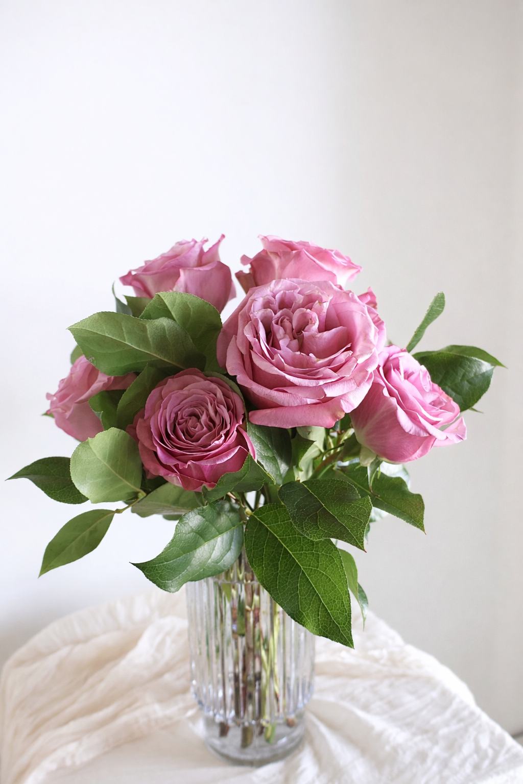 MEOW Roses