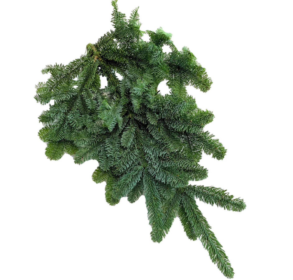 FirBough.png