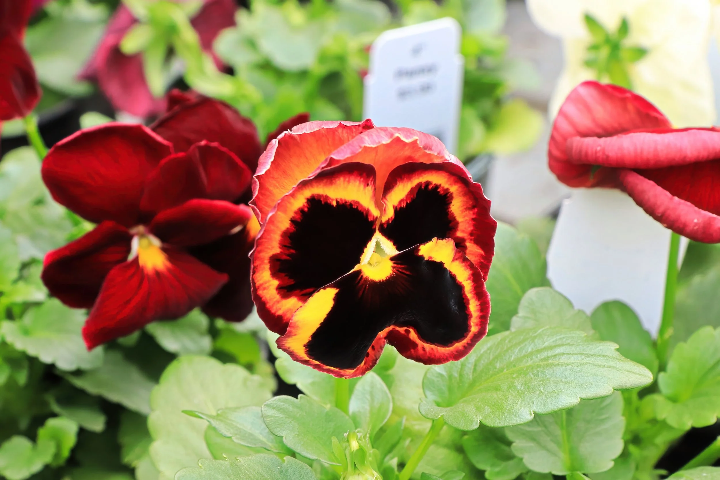 Colorful pansy flowers with red, yellow, and black petals in a garden setting.