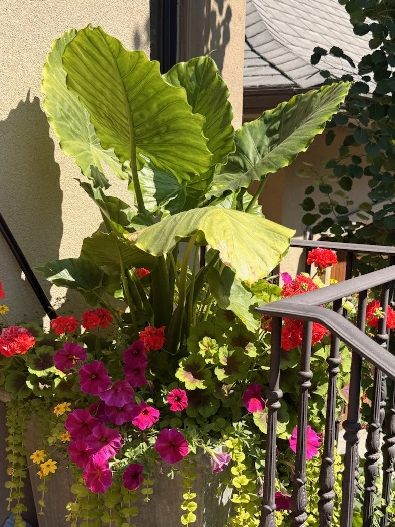 summer-planters-custom-grown-calgary-bloom-culture-1005.jpg
