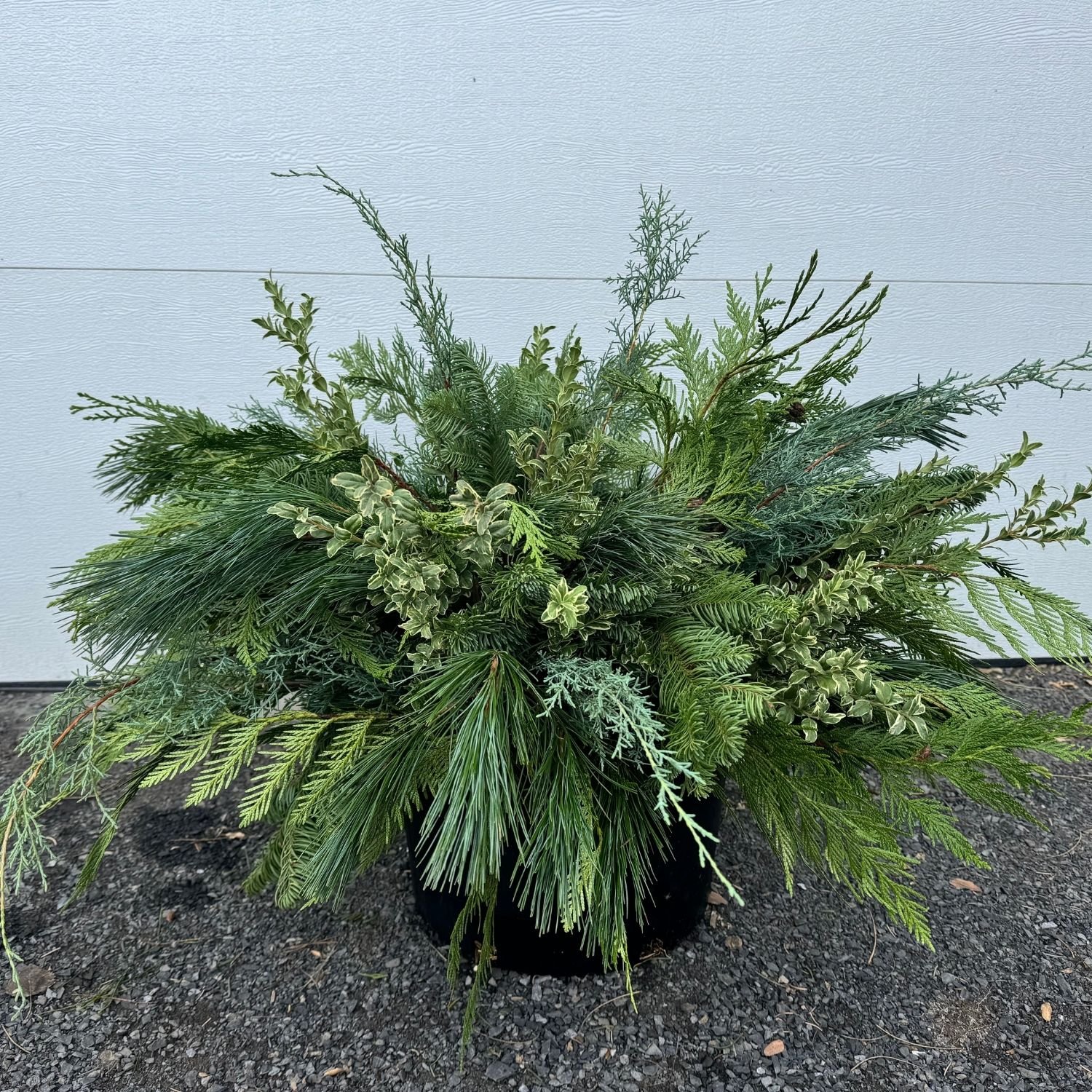 classic-winter-greens-workshop.jpg