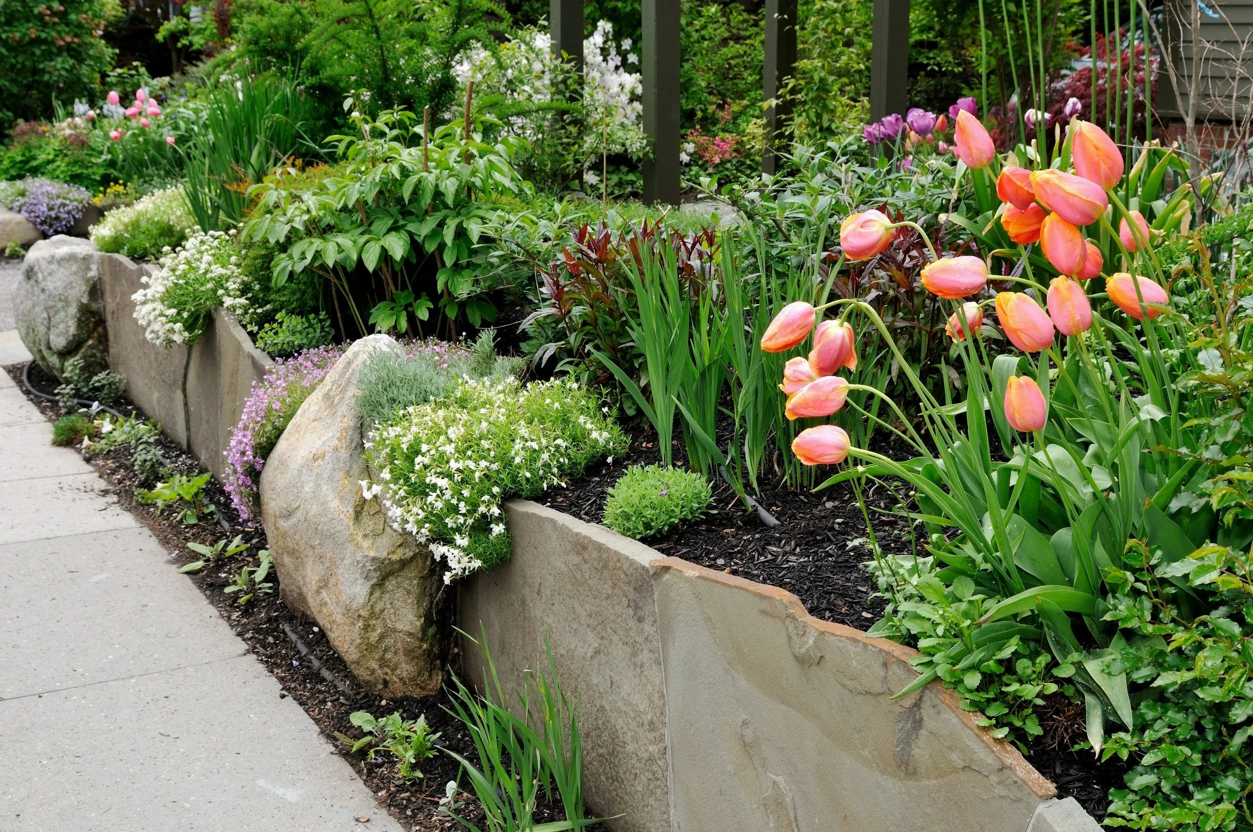 Colorful garden with tulips, greenery, and rocks along a sidewalk.