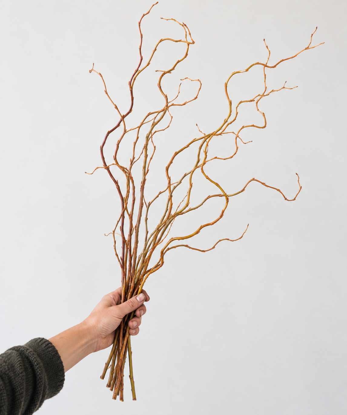 Curly Willow Tips