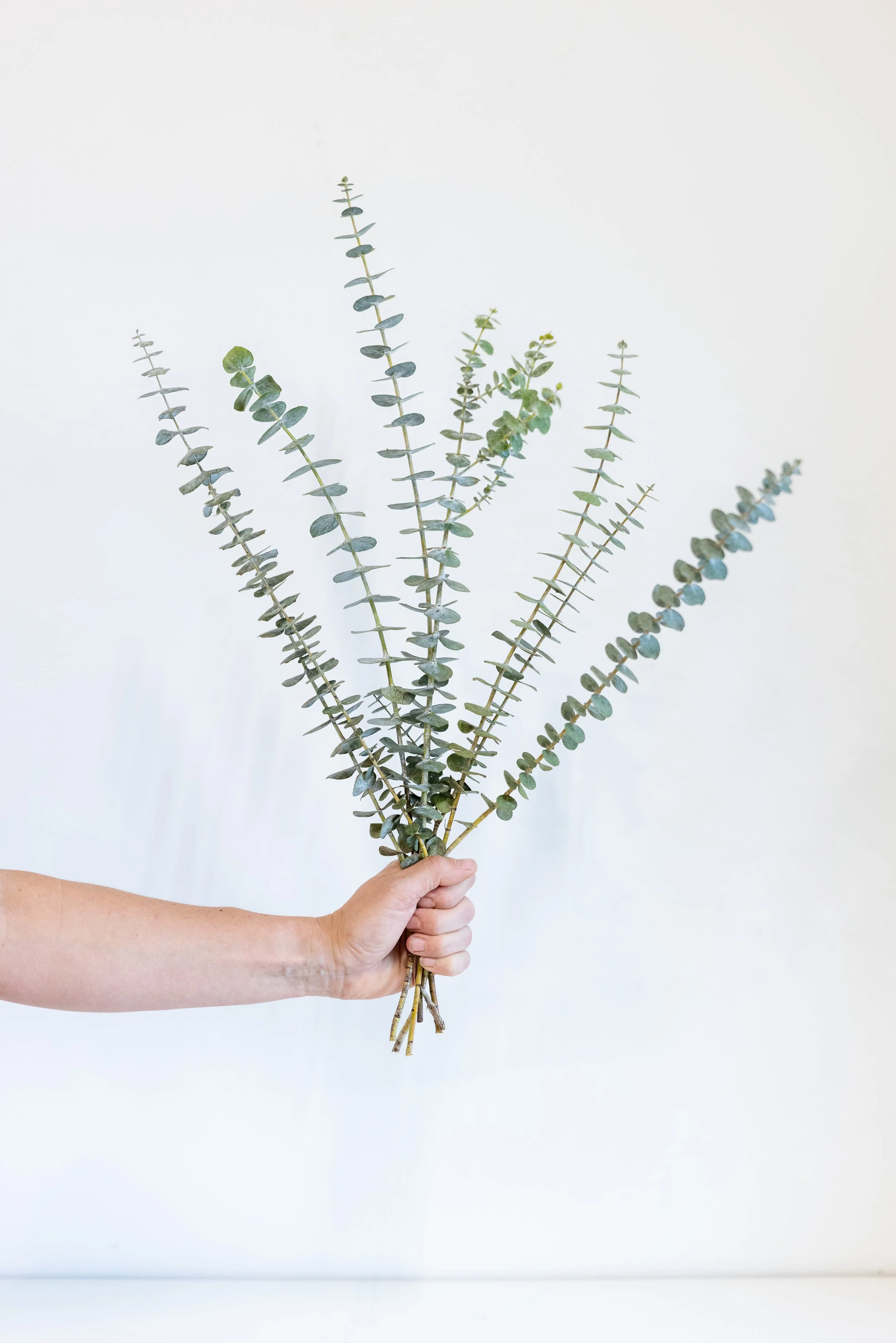 Fresh Eucalyptus Bundle