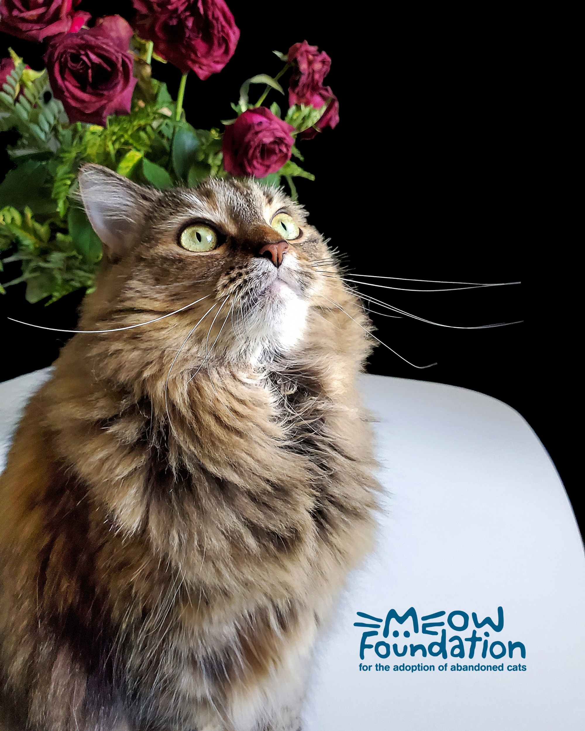meow-foundation-roses-26.png