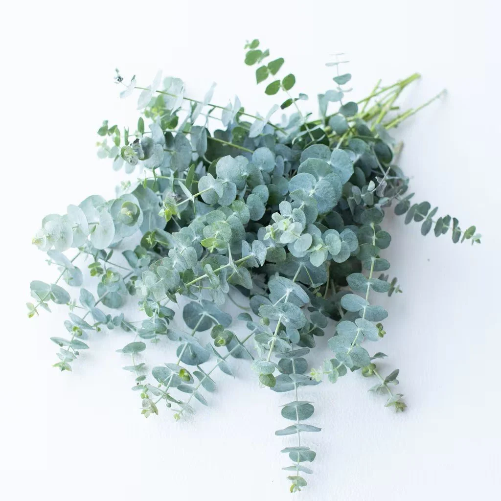 Baby Blue Eucalyptus