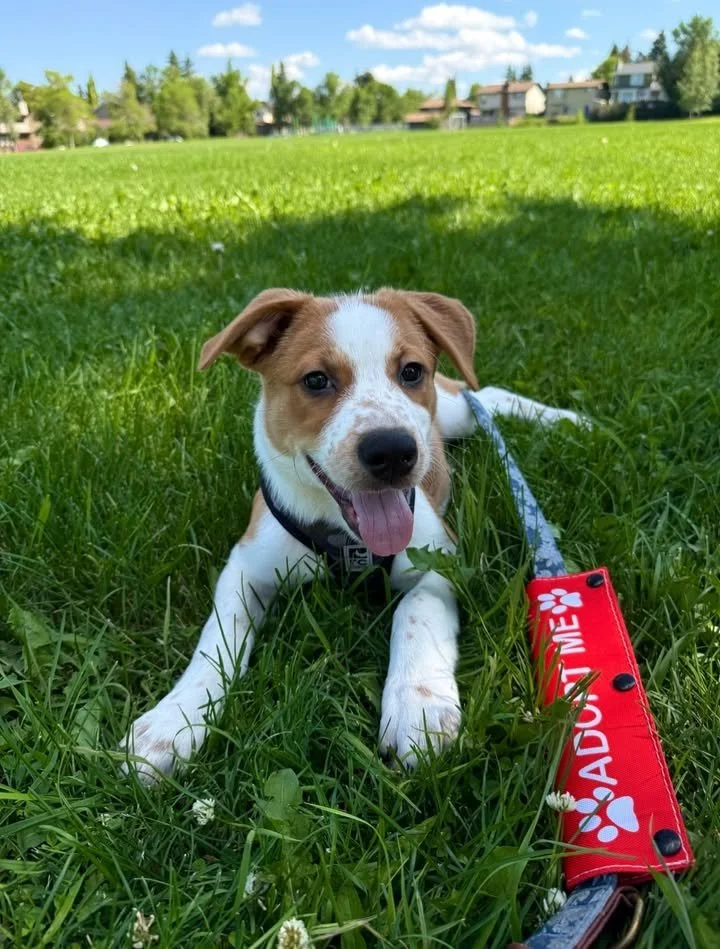 A happy puppy with a brown and white coat lying on green grass in a park. The puppy is wearing a harness and a leash, and there is a red Emergency call device with paw print design next to it. In the background, there are trees and residential houses under a partly cloudy sky.