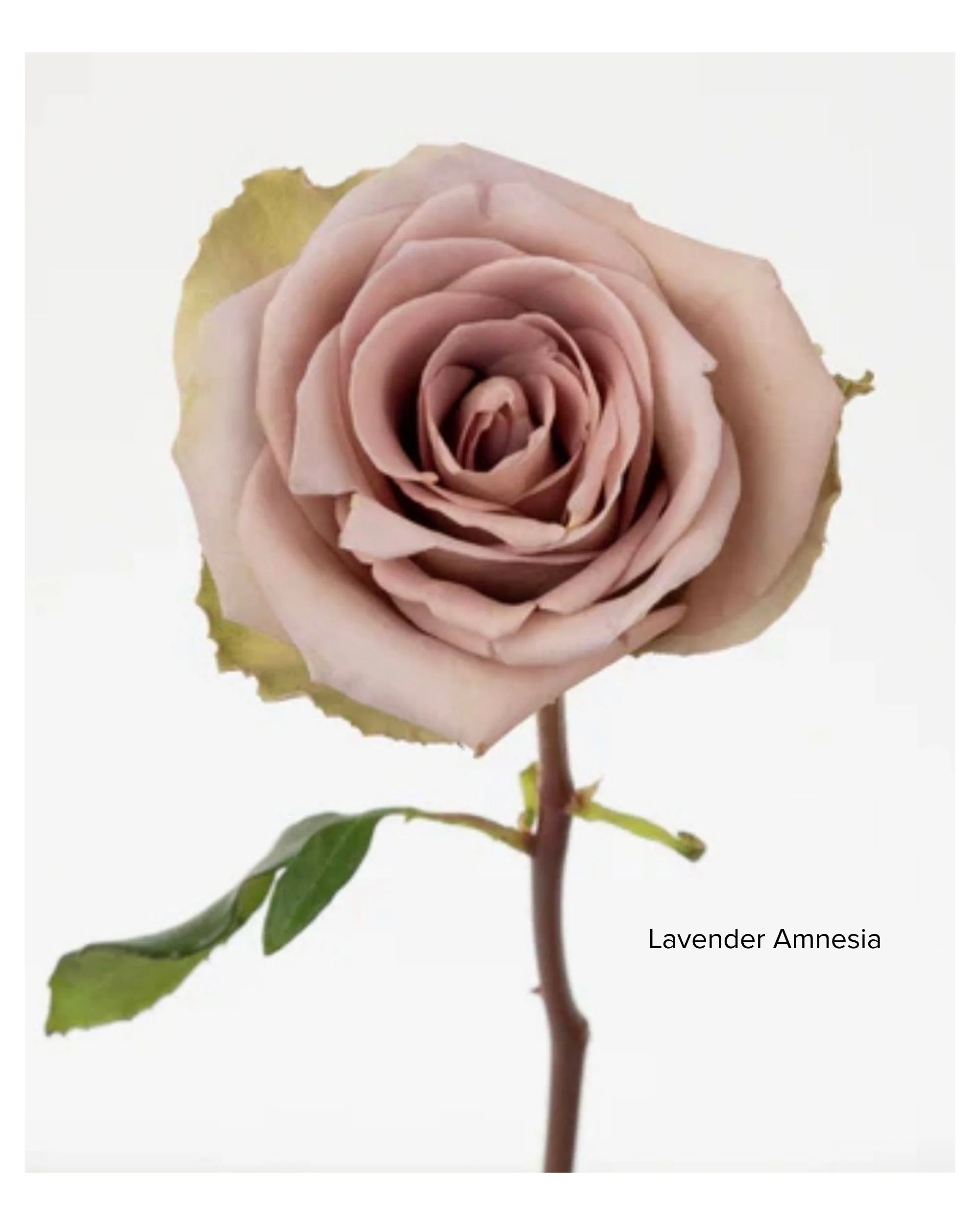 Lavender Amnesia.jpg