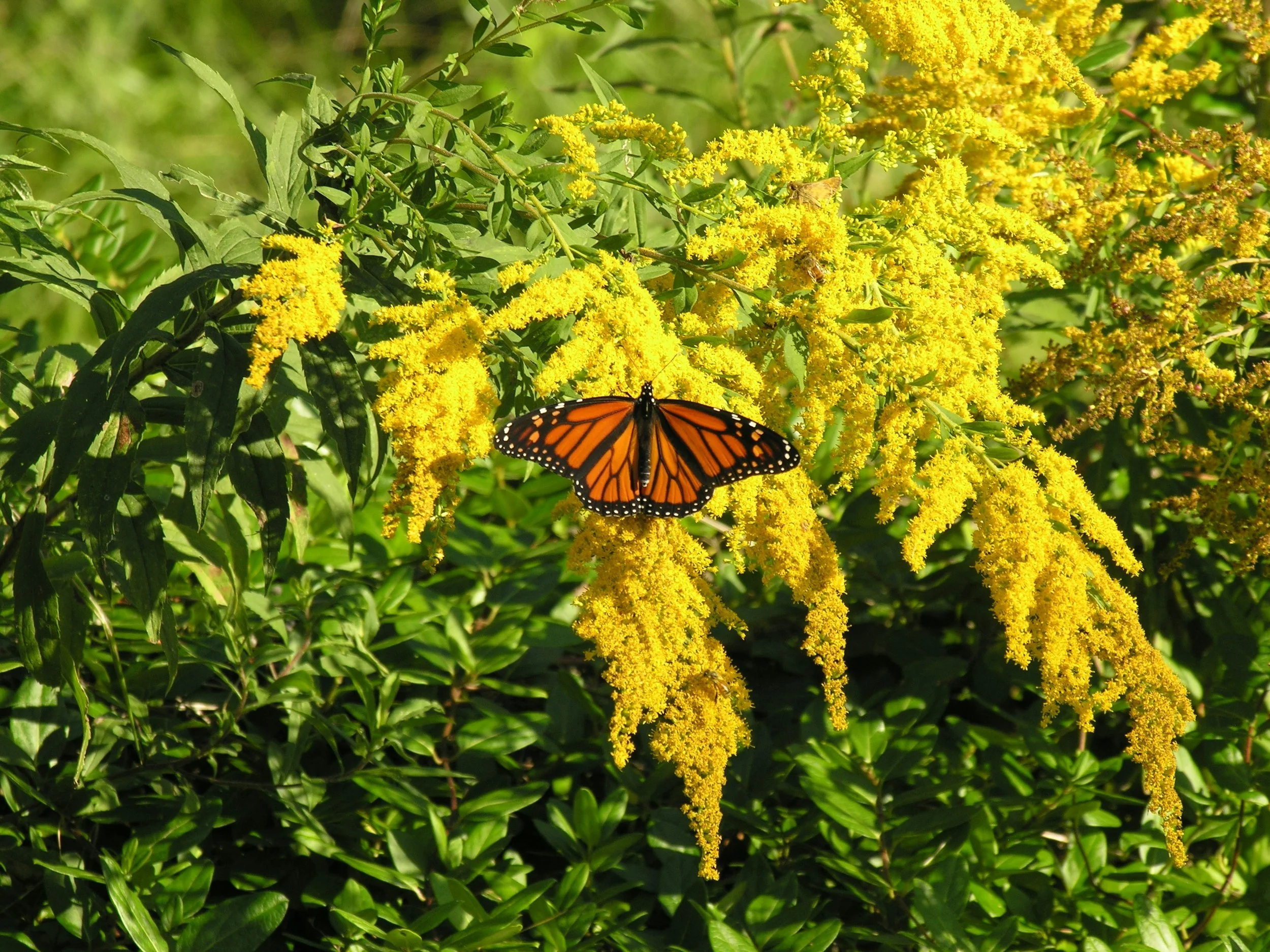 Orange and black monarch butterfly on yellow flowering shrub with greenery in the background.
