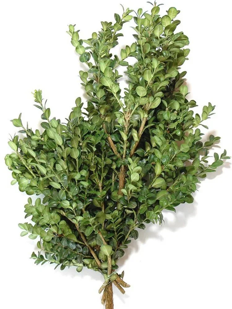 Boxwood