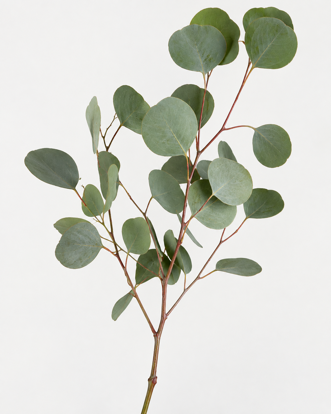 Silver Dollar Eucalyptus *Prebooking