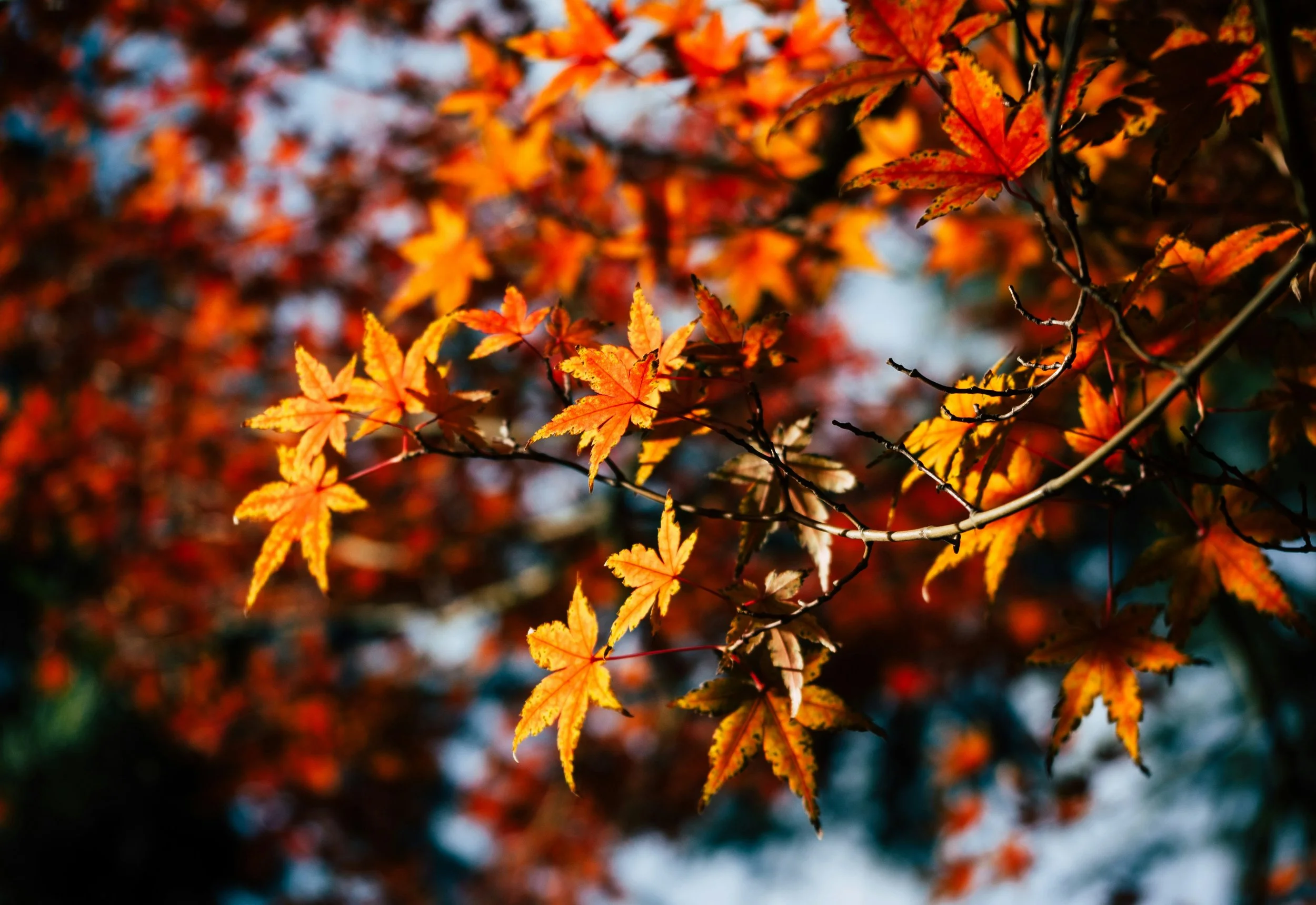 Fall Entryway Combo - Sept 26